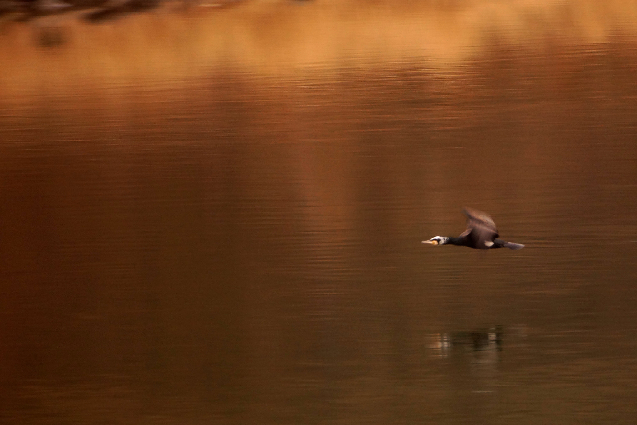 Sony DT 55-300mm F4.5-5.6 SAM sample photo. In flight photography
