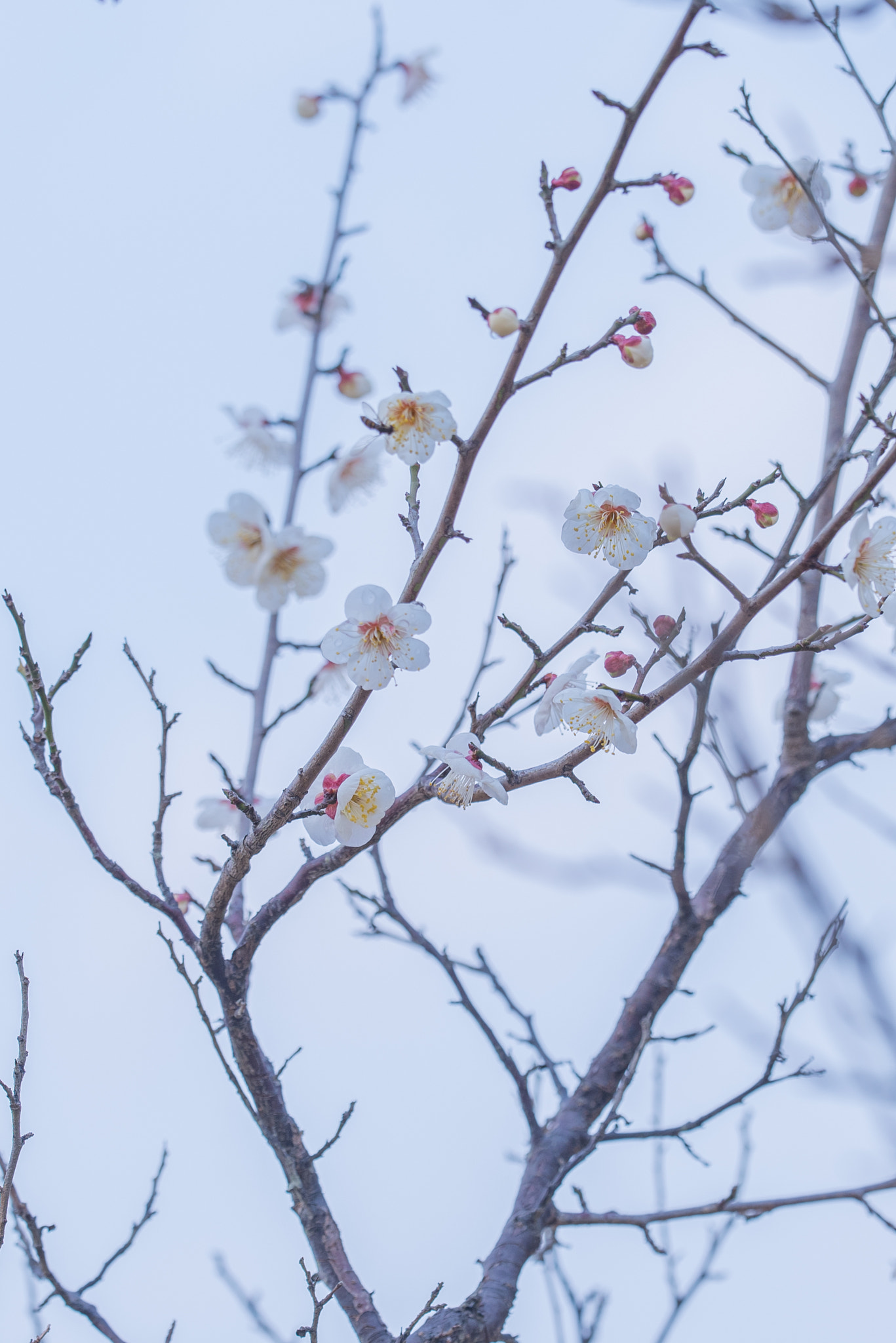 Sigma 150mm F2.8 EX DG OS Macro HSM sample photo. Plum blossom photography