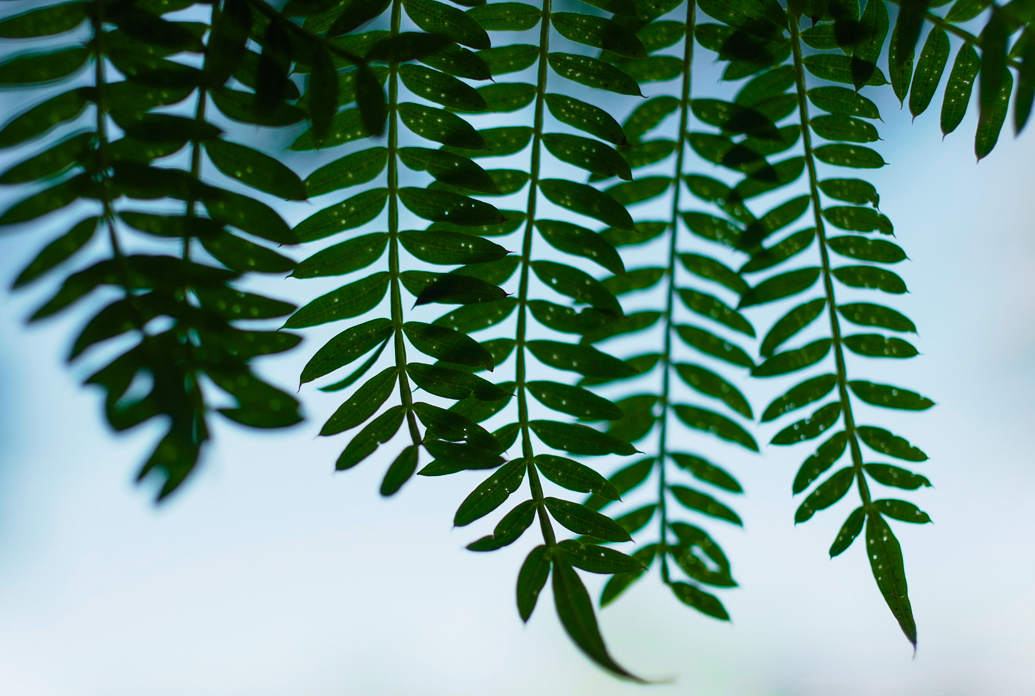 GR Lens A12 50mm F2.5 Macro sample photo. Backlit afternoon leaves photography