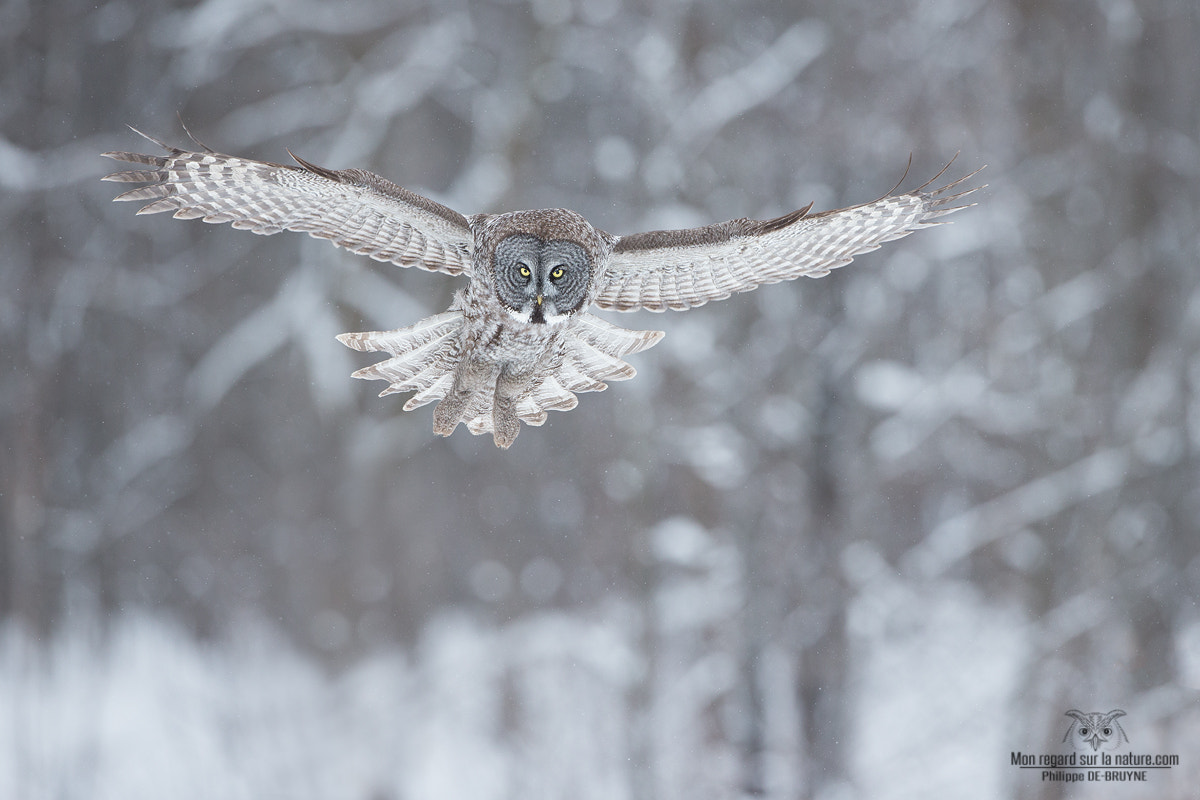 Canon EOS-1D X + Canon EF 500mm F4L IS USM sample photo. Le chasseur !! photography