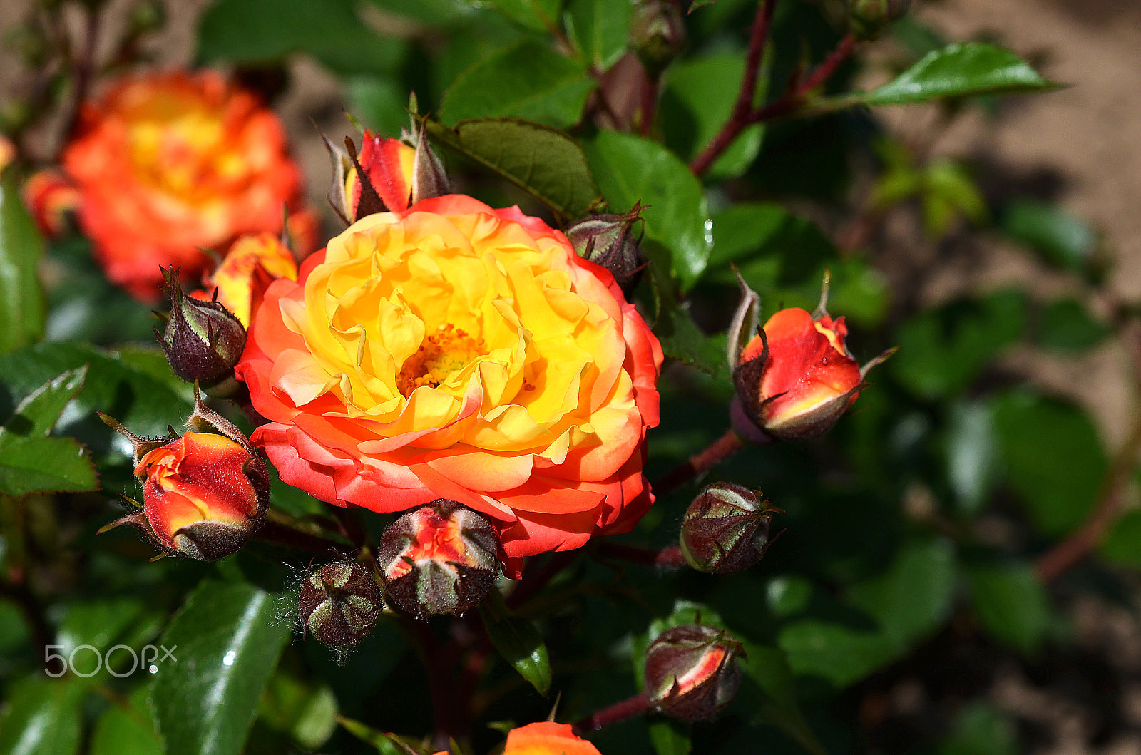 Nikon D7000 sample photo. Red and yellow rose photography