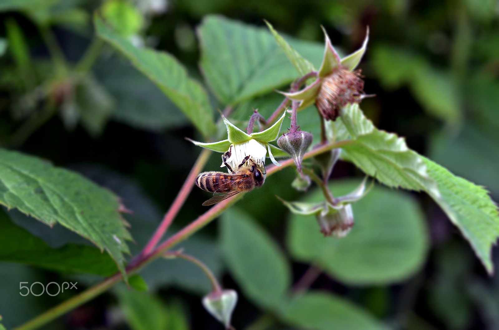 Nikon AF-S DX Micro Nikkor 40mm F2.8 sample photo. Bee photography