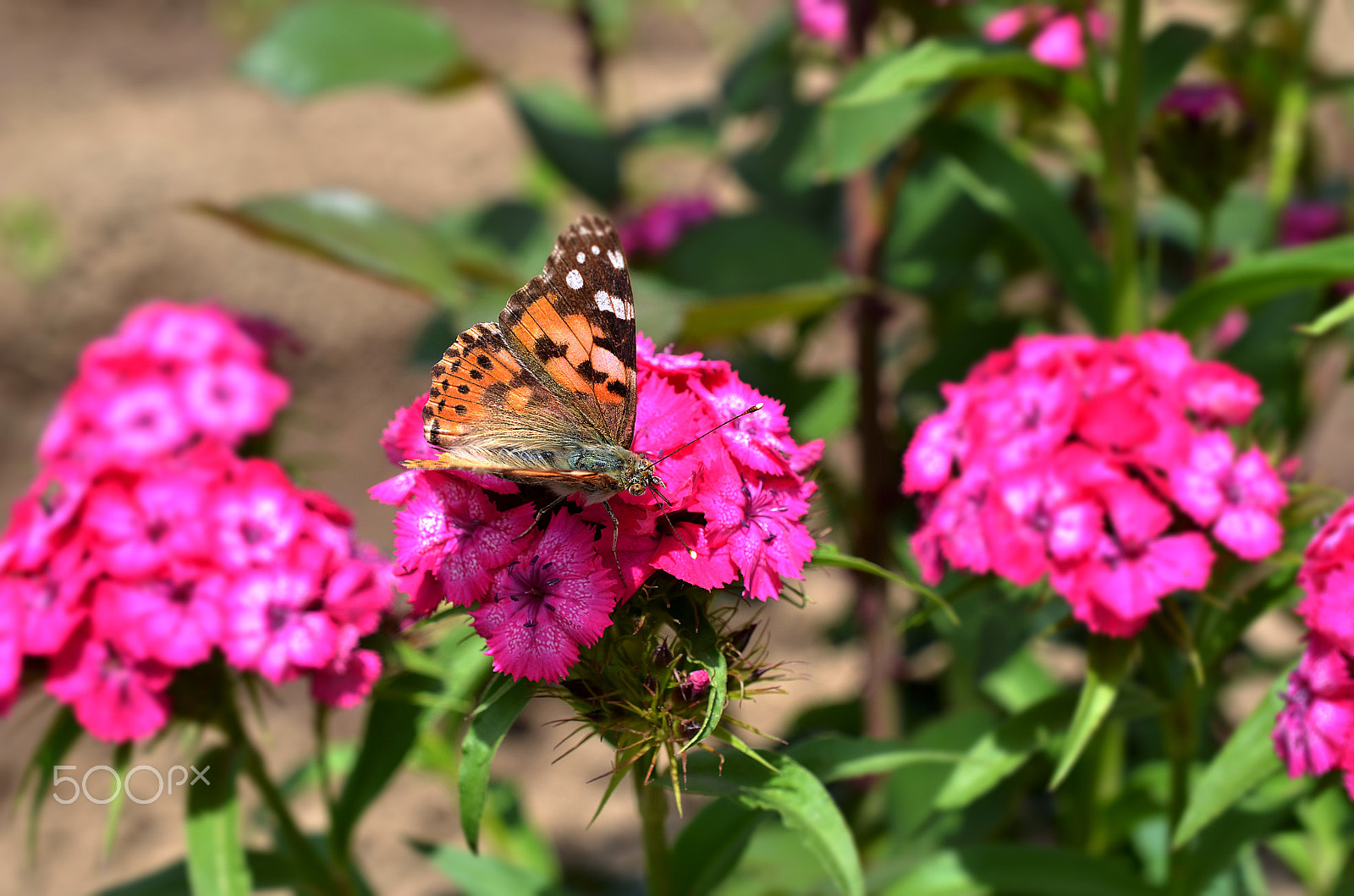 Nikon AF-S DX Micro Nikkor 40mm F2.8 sample photo. Butterfly photography