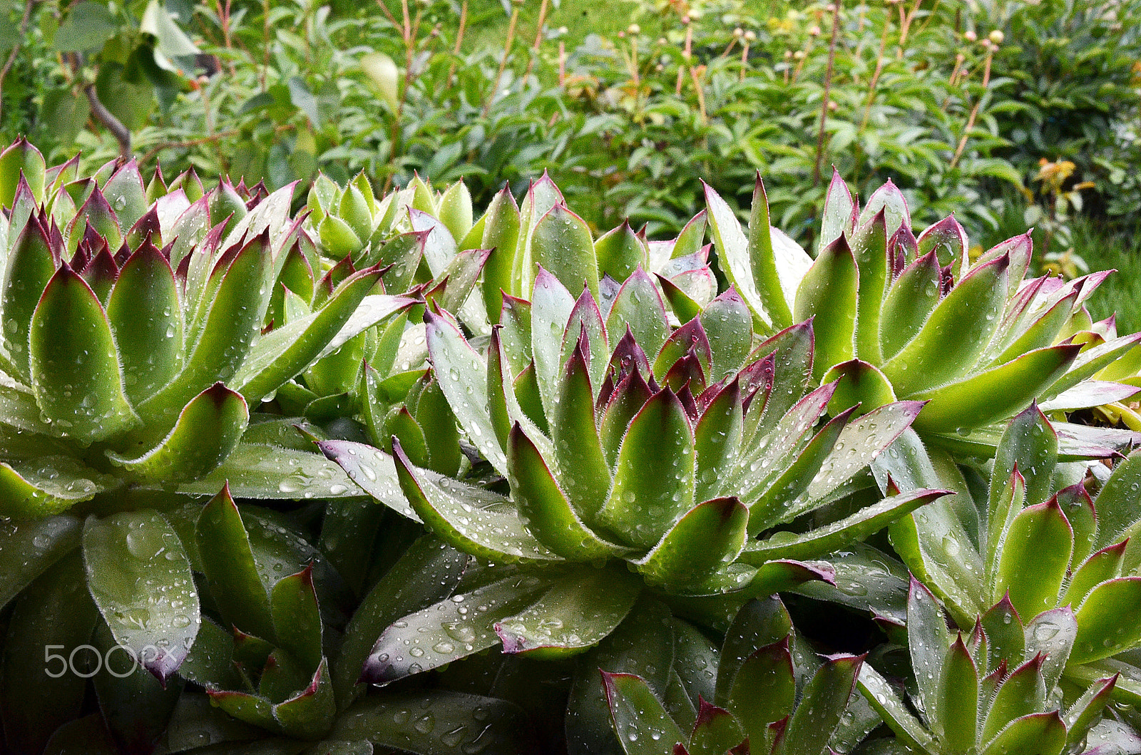 Nikon AF-S DX Micro Nikkor 40mm F2.8 sample photo. Aloe photography