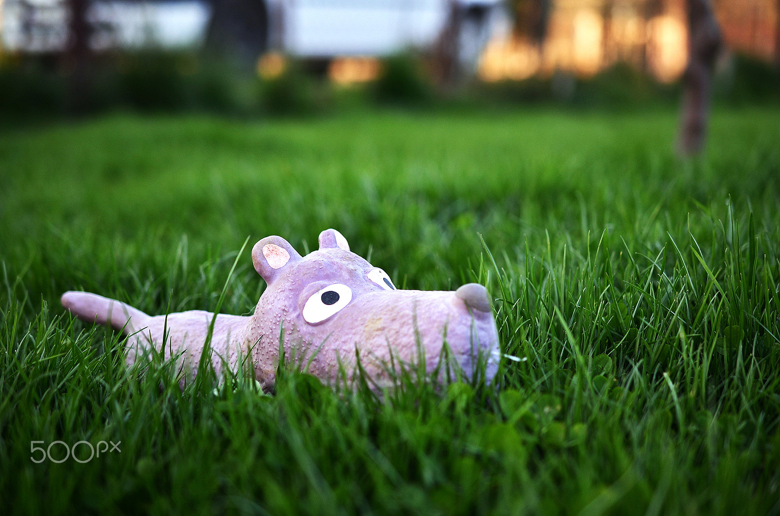 Nikon AF-S DX Micro Nikkor 40mm F2.8 sample photo. Dog in grass photography