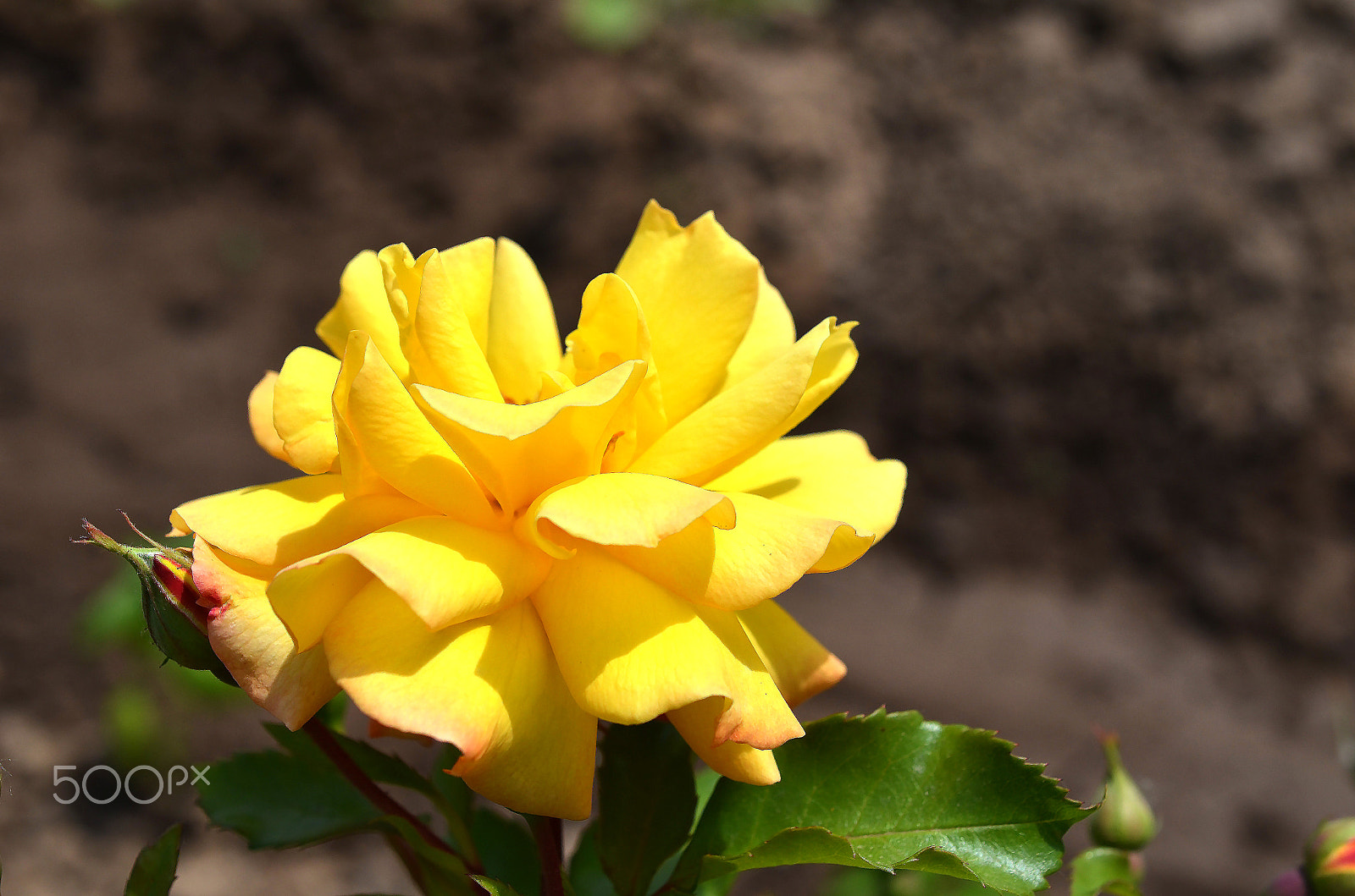 Nikon AF-S DX Micro Nikkor 40mm F2.8 sample photo. Yellow rose photography