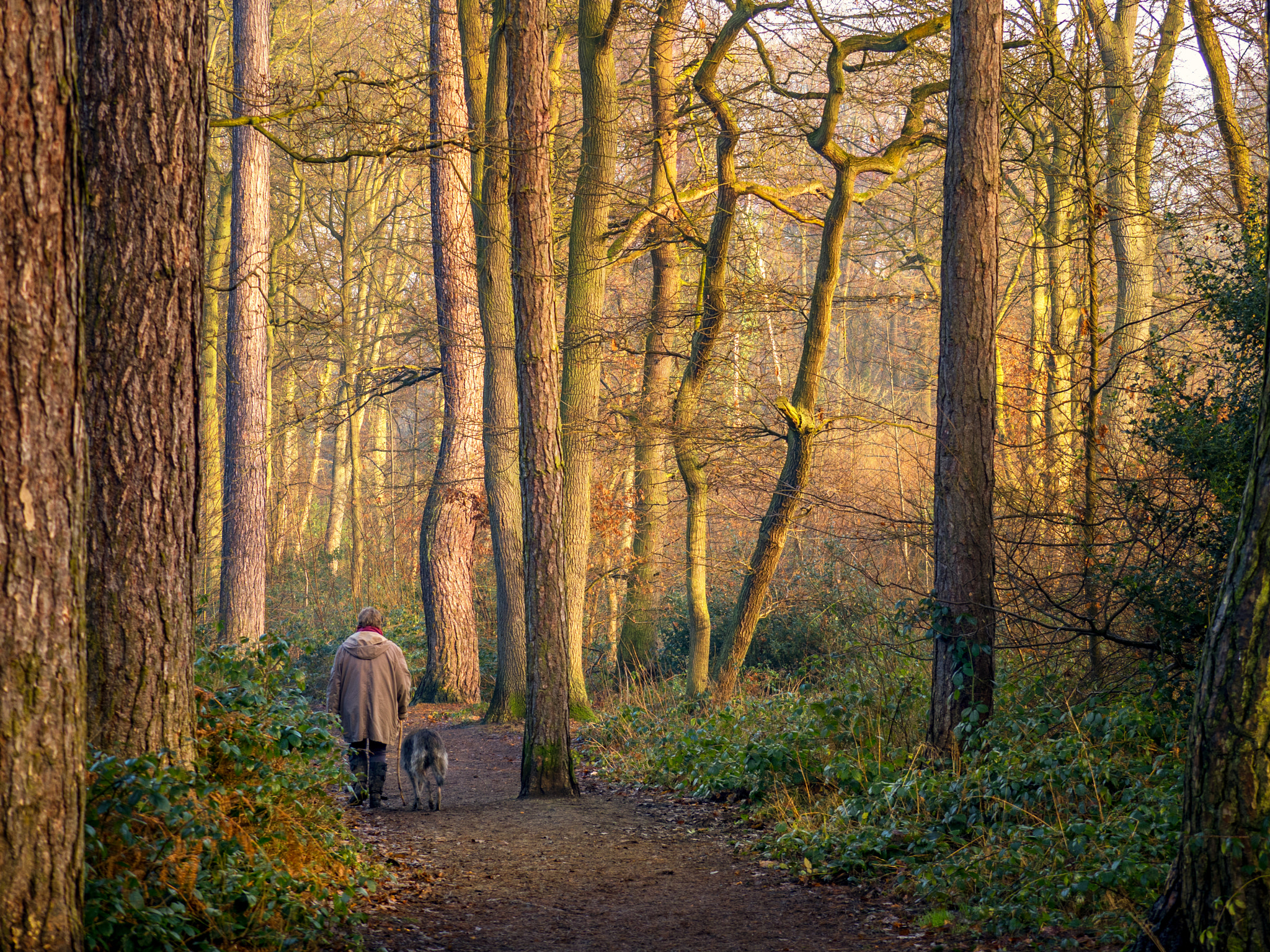 Olympus OM-D E-M5 II + Panasonic Lumix G X Vario 35-100mm F2.8 OIS sample photo. Lady walking the dog photography