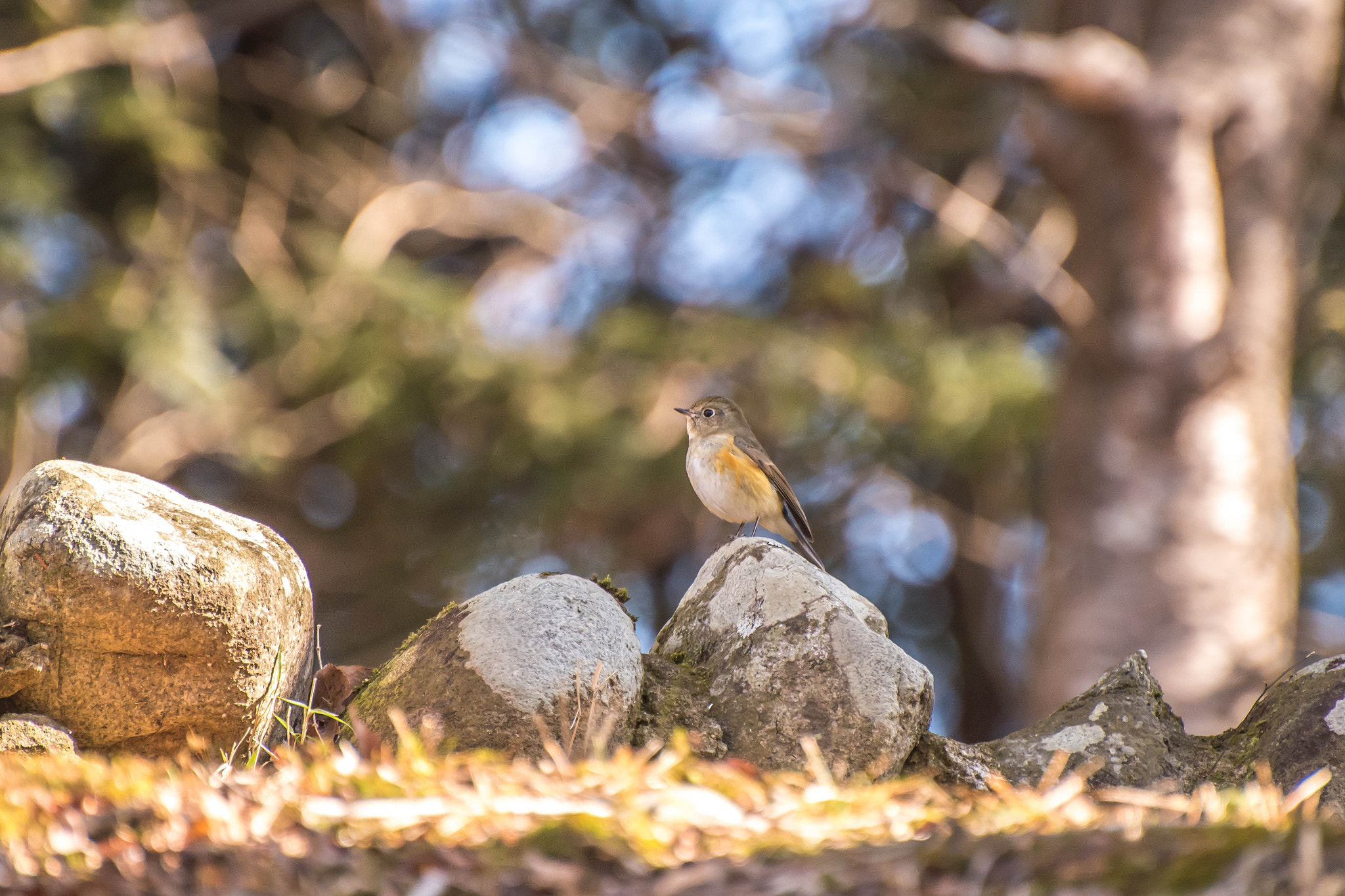 Nikon D810 sample photo. Cute wild bird photography