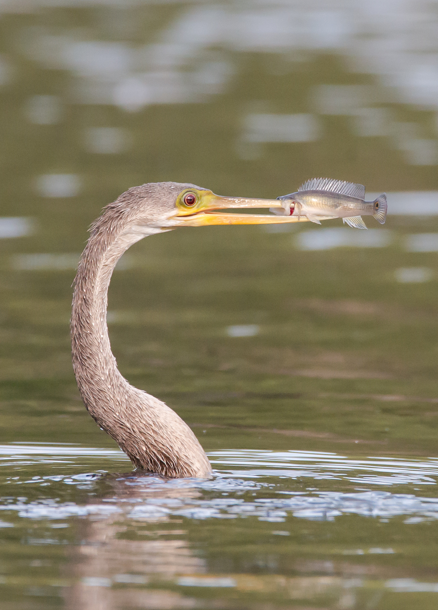 Sigma 150-600mm F5-6.3 DG OS HSM | C sample photo. Aninga photography