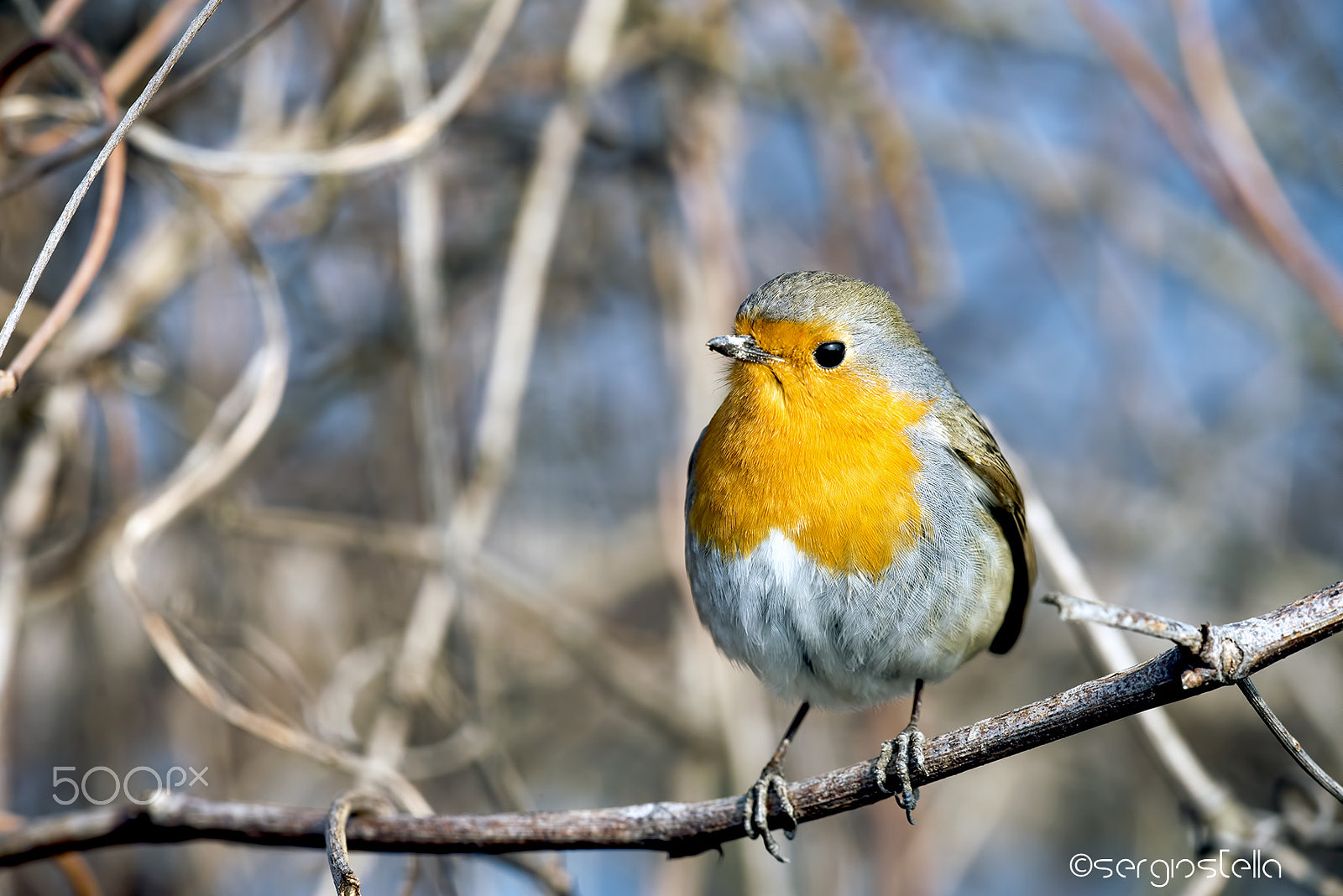 Nikon D610 sample photo. Robin_superstar! photography