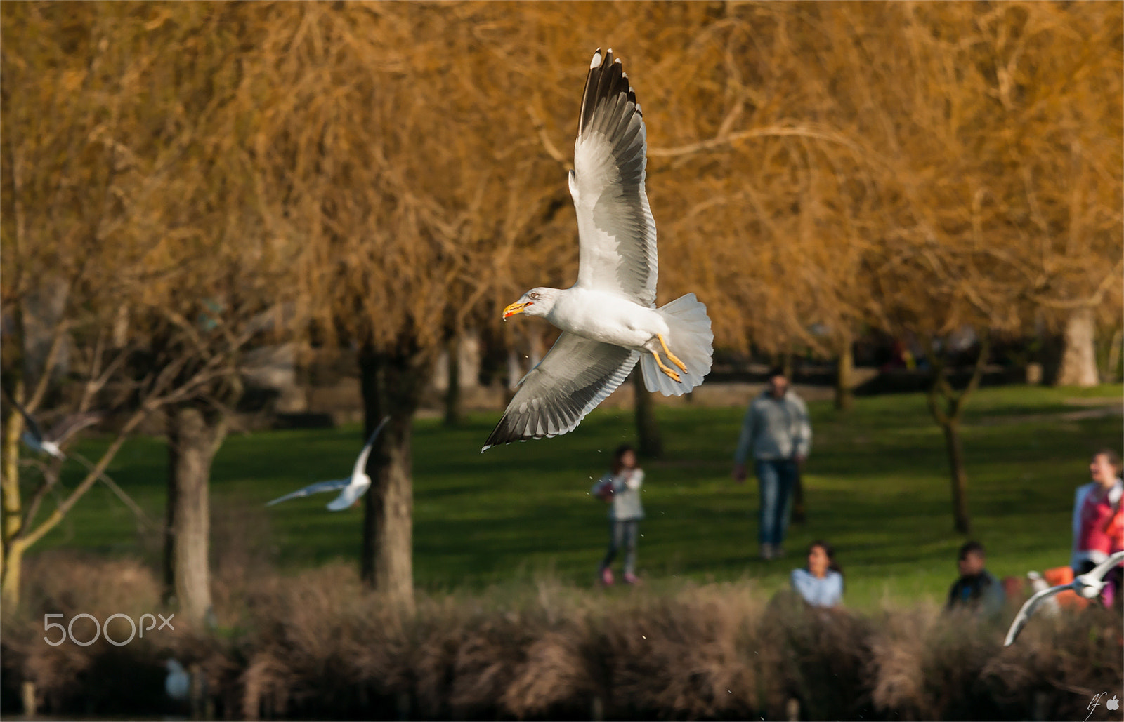 Sigma 50-500mm F4.5-6.3 DG OS HSM sample photo. . photography