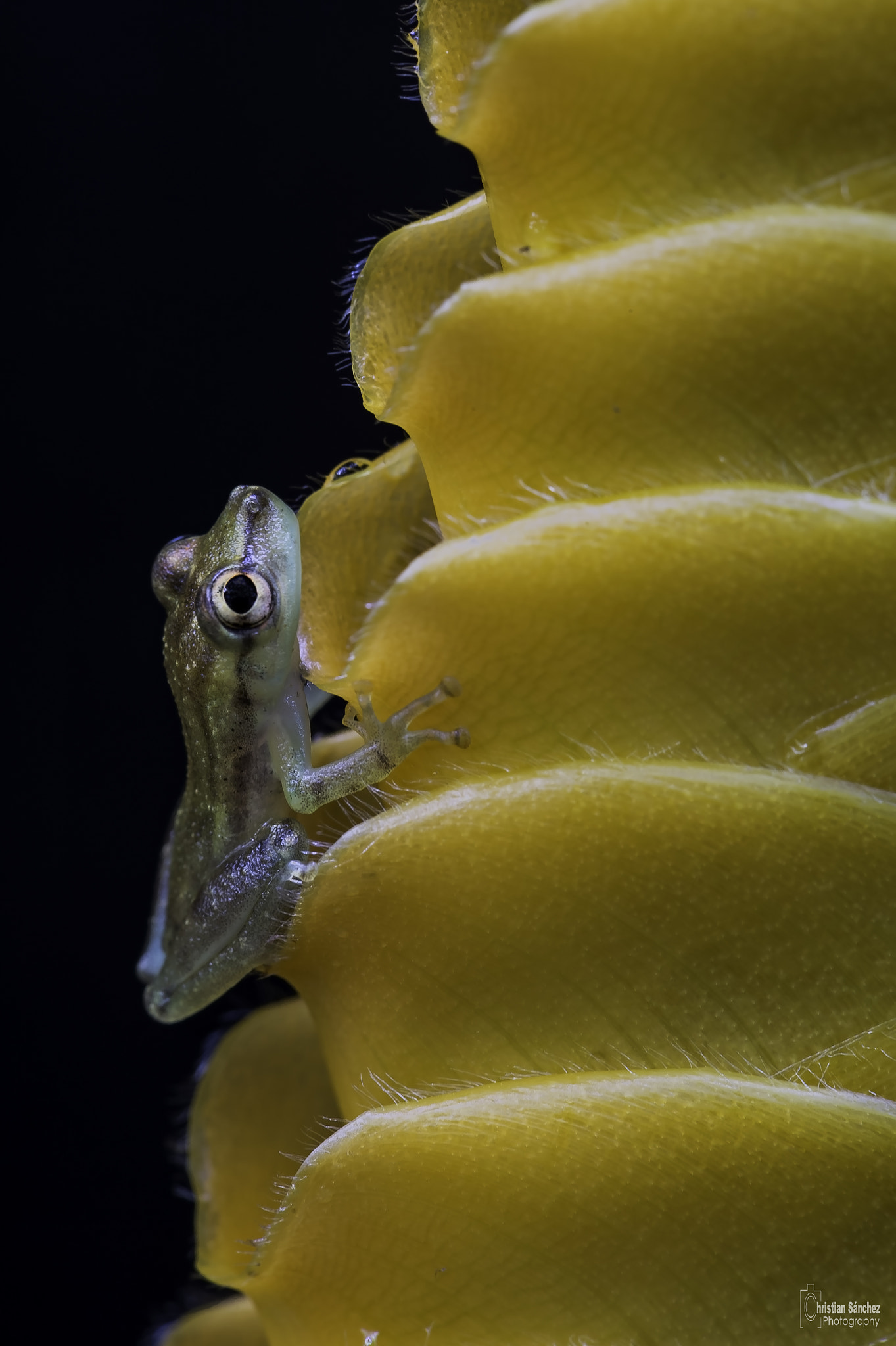 Nikon AF-S Micro-Nikkor 105mm F2.8G IF-ED VR sample photo. Narrow-headed treefrog photography