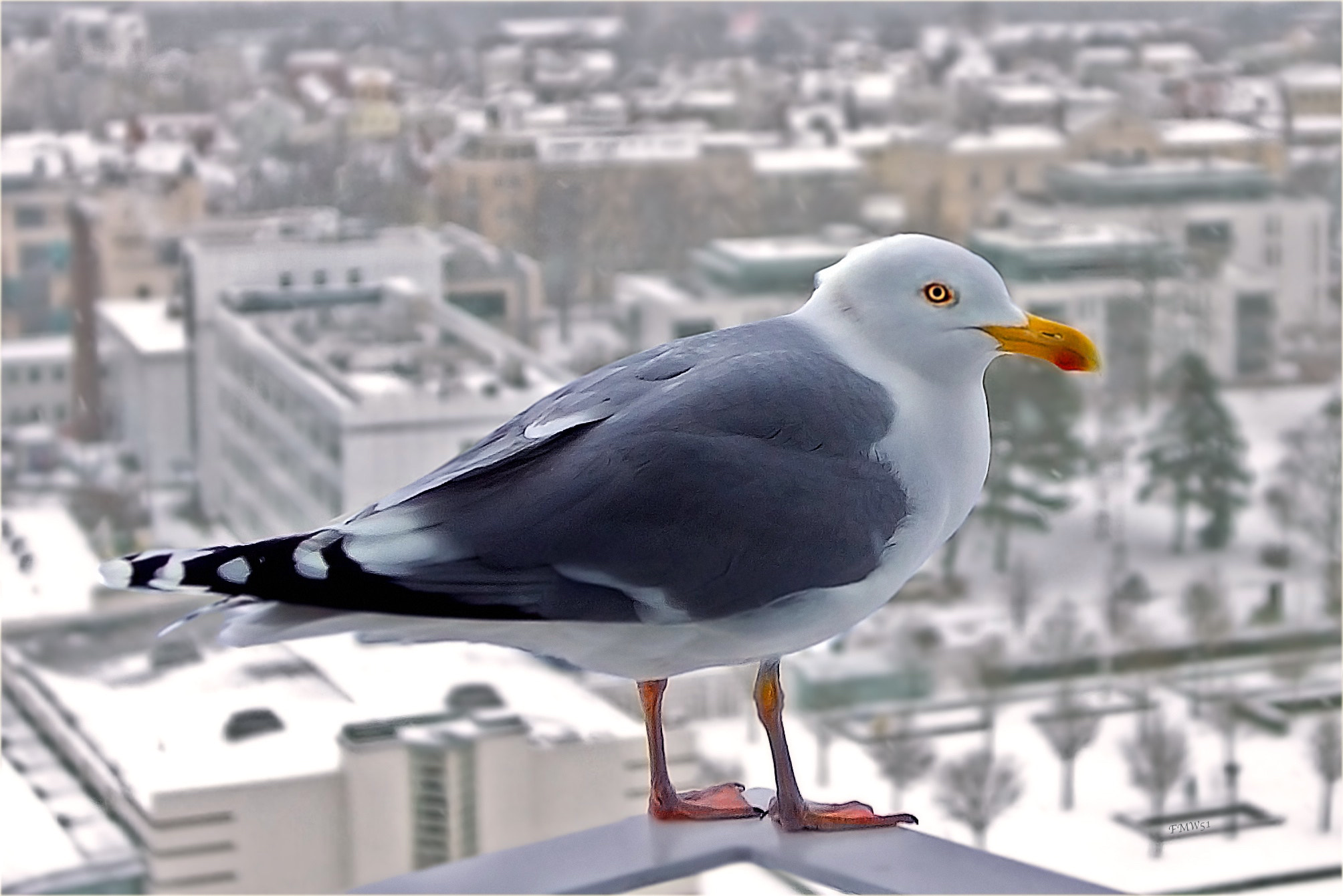 Sony SLT-A55 (SLT-A55V) sample photo. Our friend the gull photography
