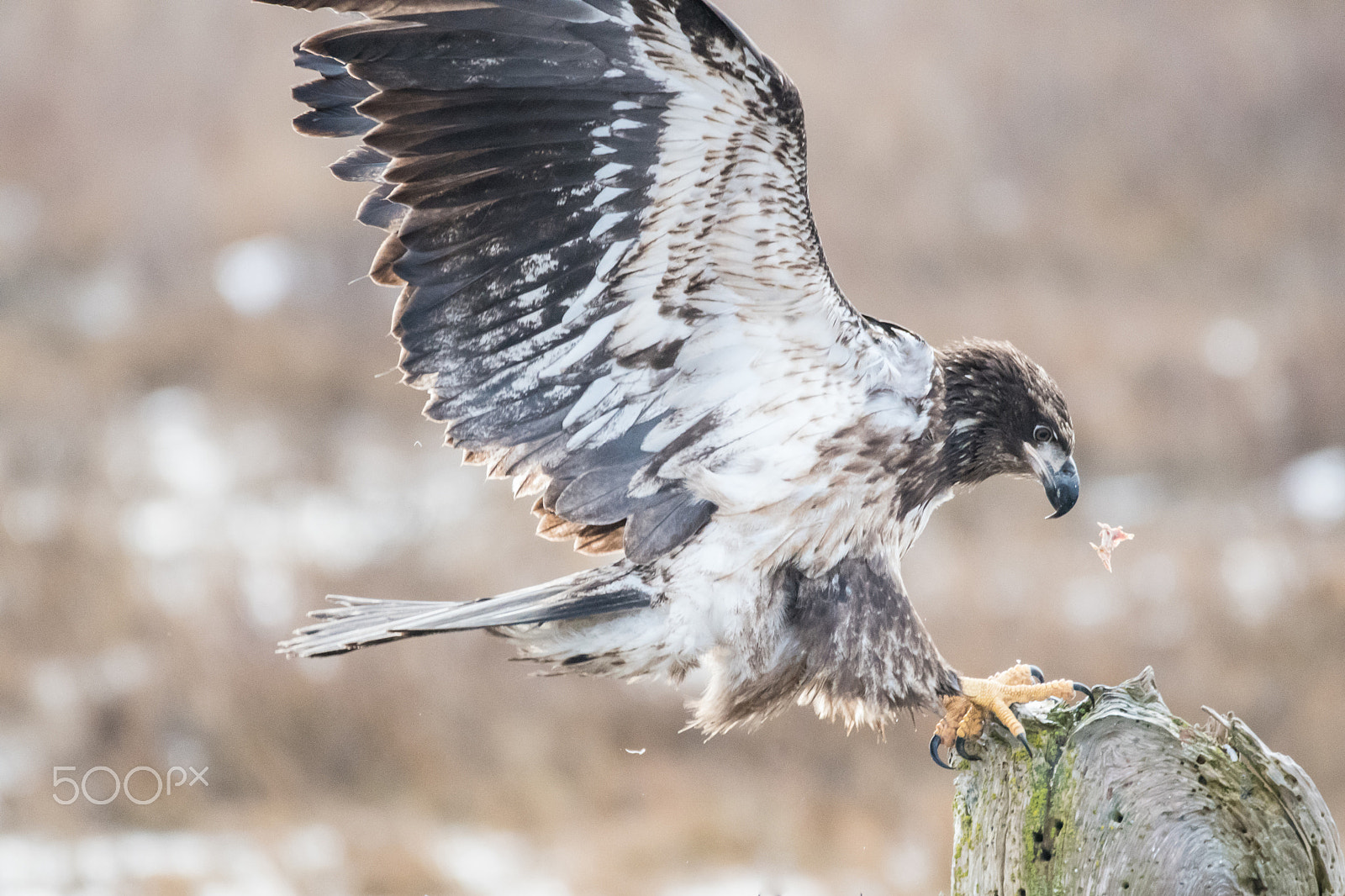 Sigma 150-600mm F5-6.3 DG OS HSM | C sample photo. Foraging photography