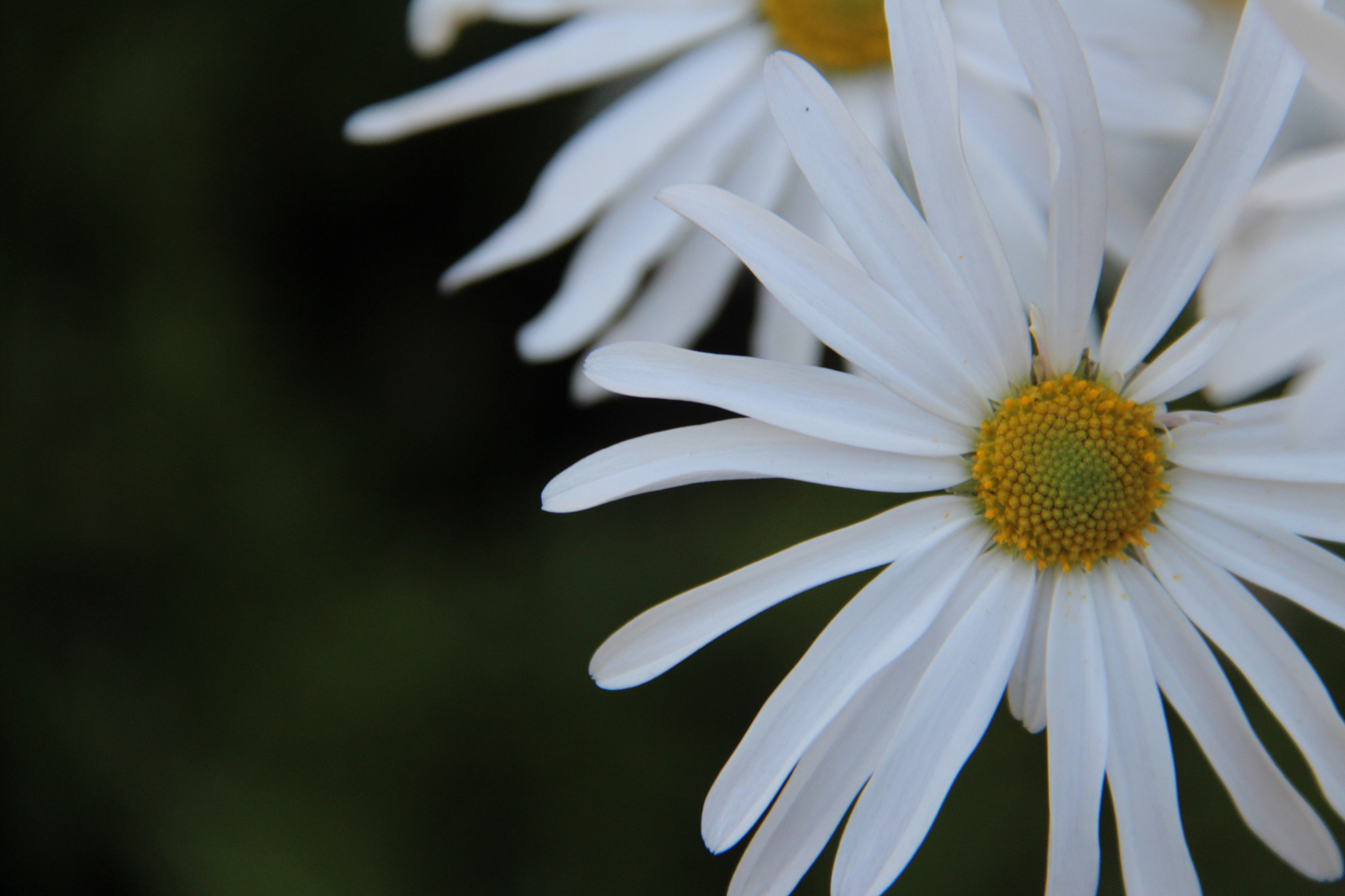 Canon EF-S 18-200mm F3.5-5.6 IS sample photo