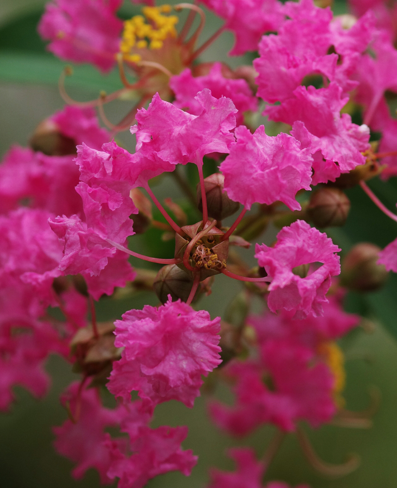 Pentax K-5 IIs + Sigma sample photo. Pink flowers photography