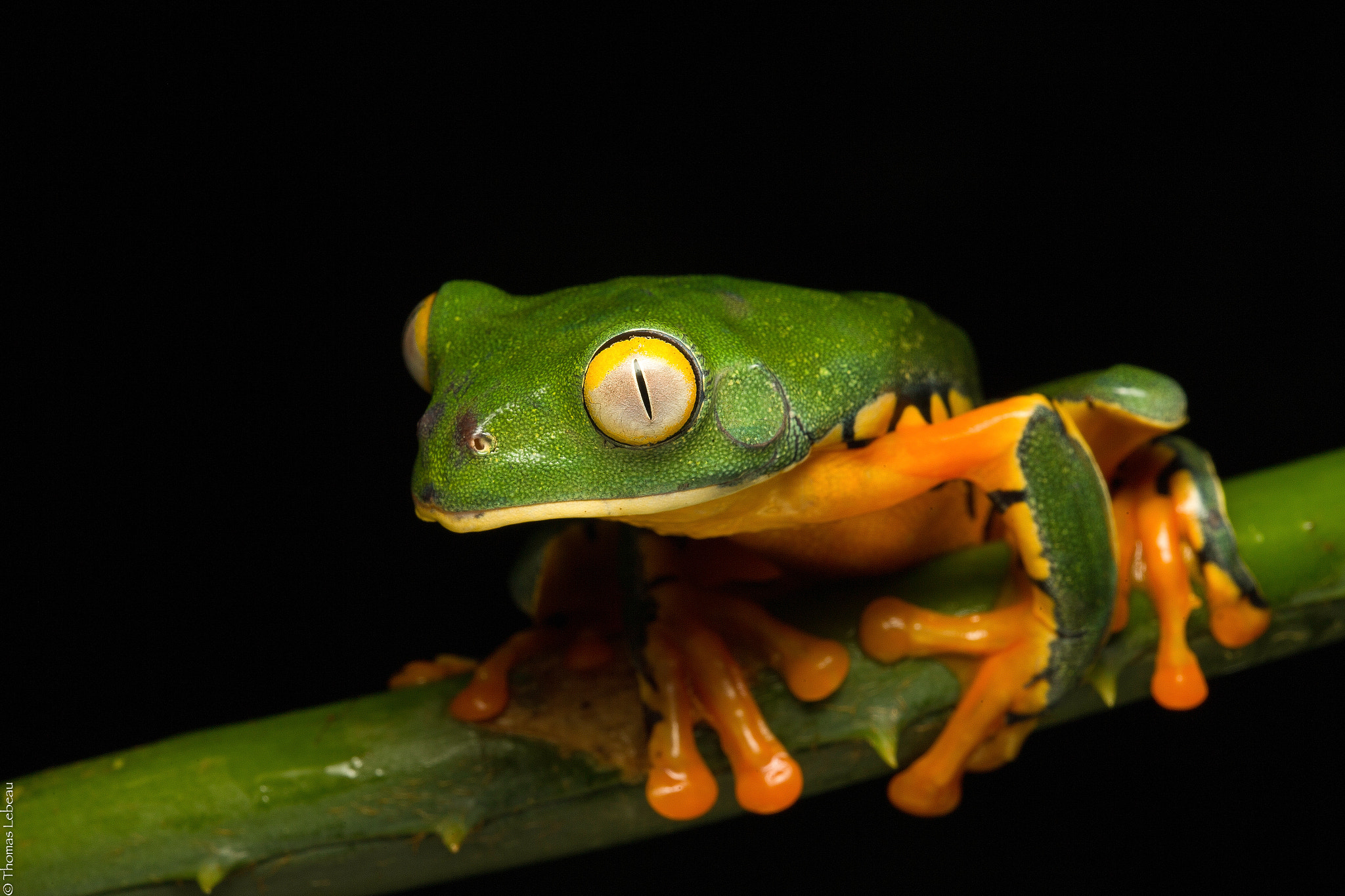 Canon EF 100mm F2.8 Macro USM sample photo. Tree frog photography