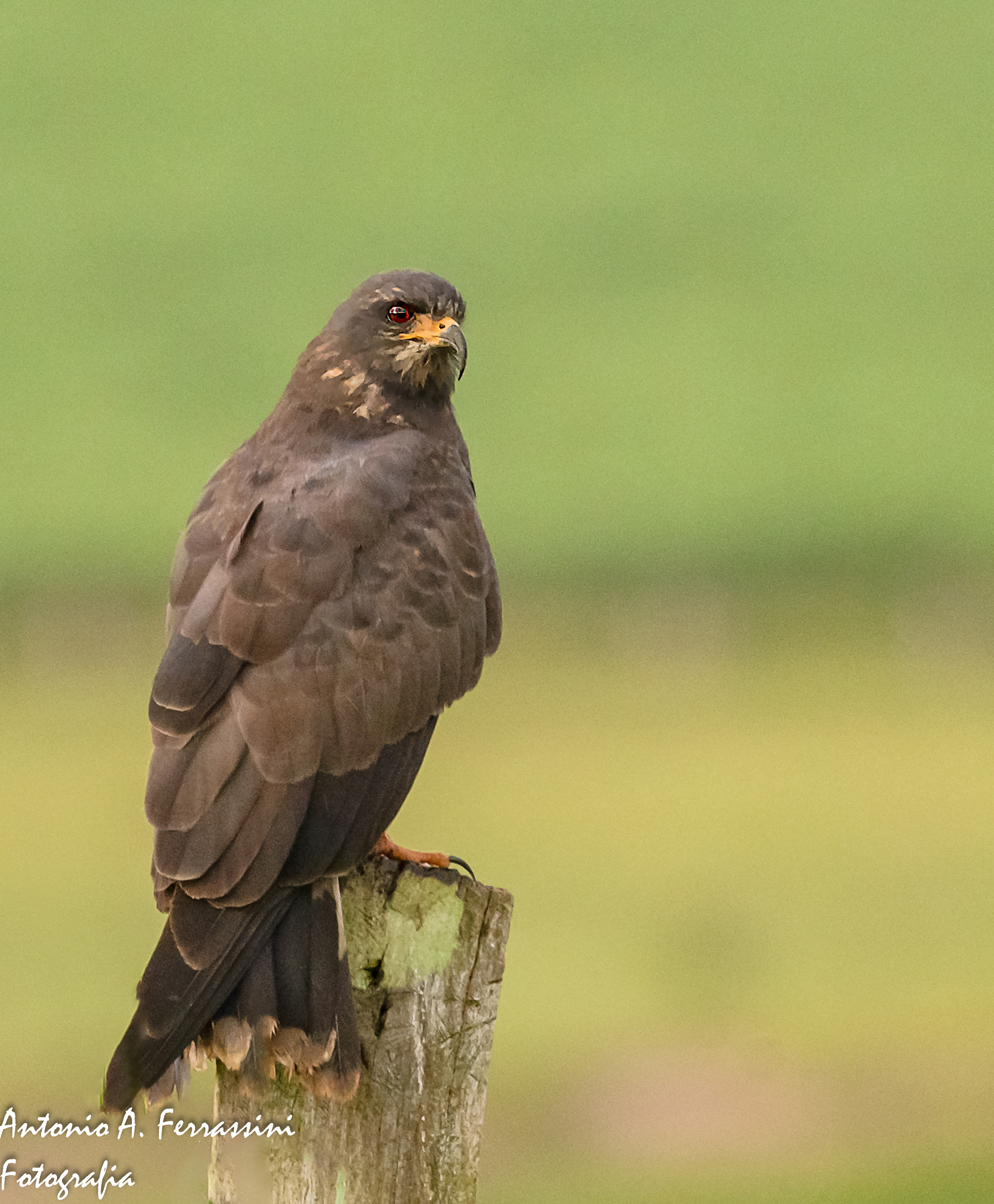 Nikon D610 + Nikon AF-S Nikkor 300mm F4D ED-IF sample photo. Gaviao caramujeiro photography