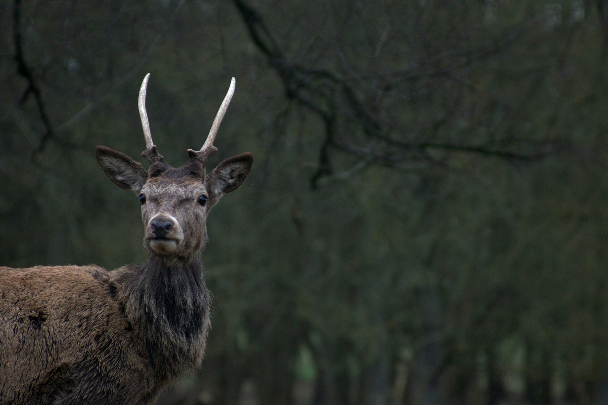 Canon EF 80-200mm F4.5-5.6 II sample photo. Deer i photography