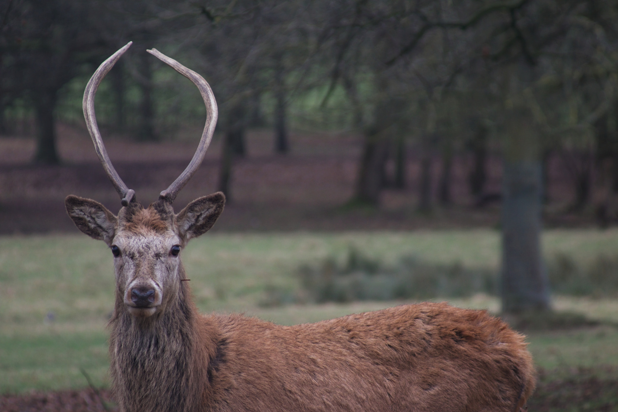 Canon EF 80-200mm F4.5-5.6 II sample photo. Deer ii photography