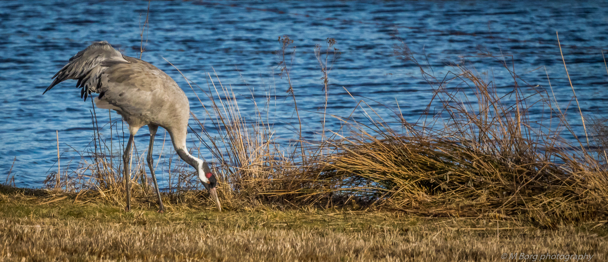 Sony 500mm F8 Reflex sample photo. Common crane photography