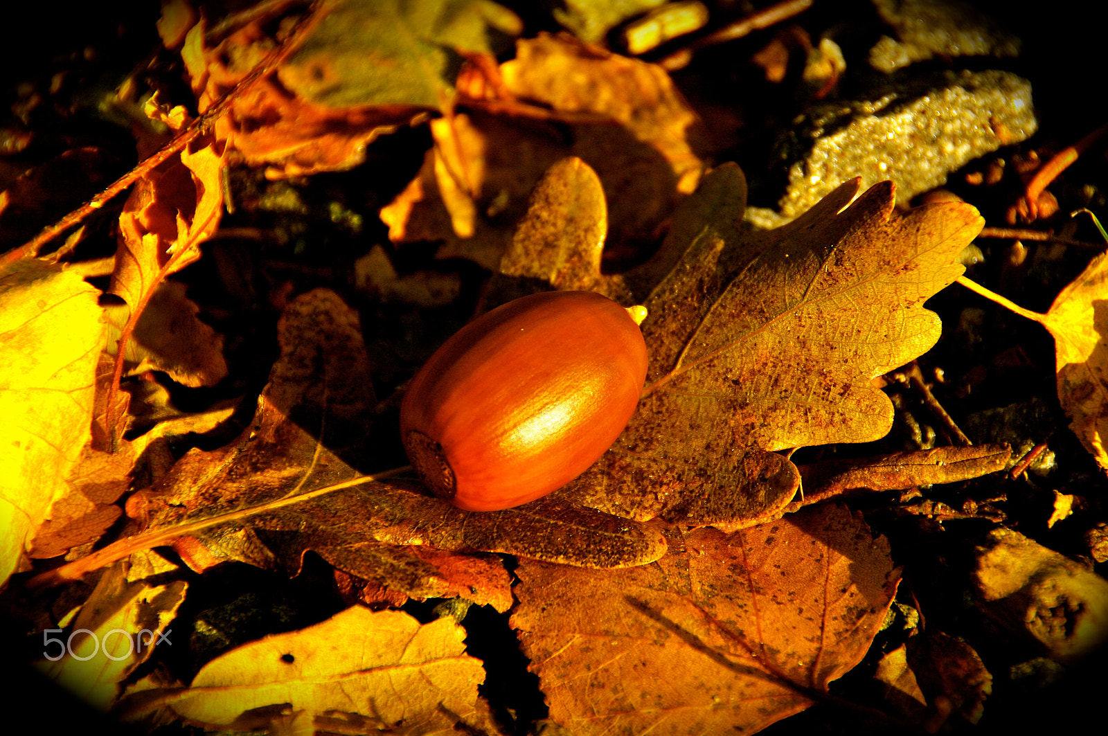 Pentax K20D sample photo. Beauty of nature photography