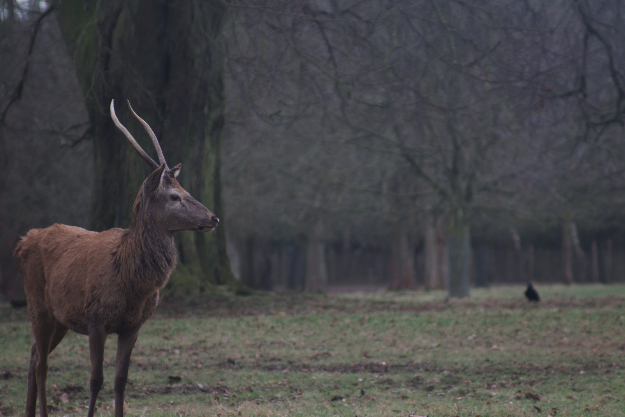 Canon EOS 80D sample photo. Deer and crow photography