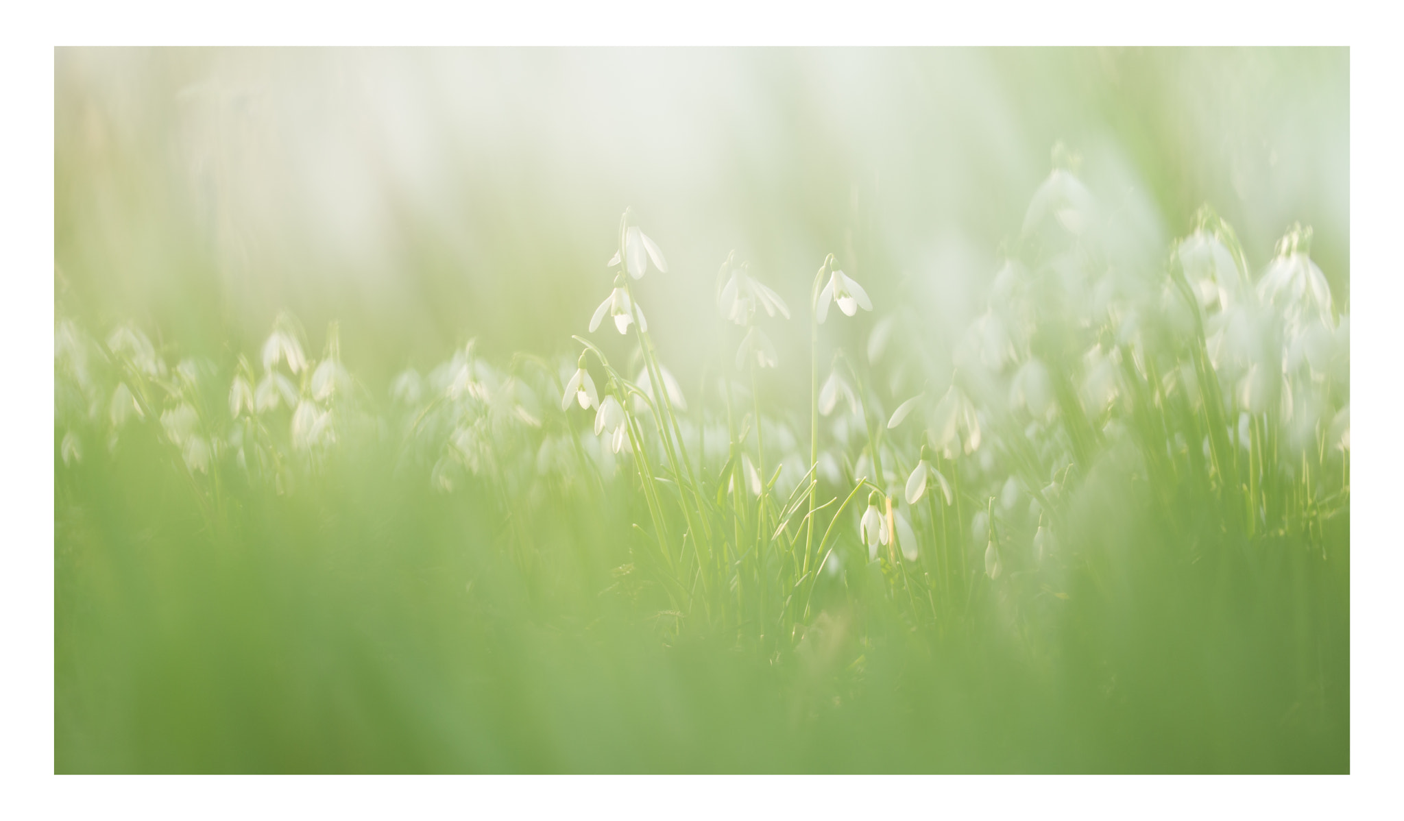 Sigma 105mm F2.8 EX DG OS HSM sample photo. Snowpoppies photography