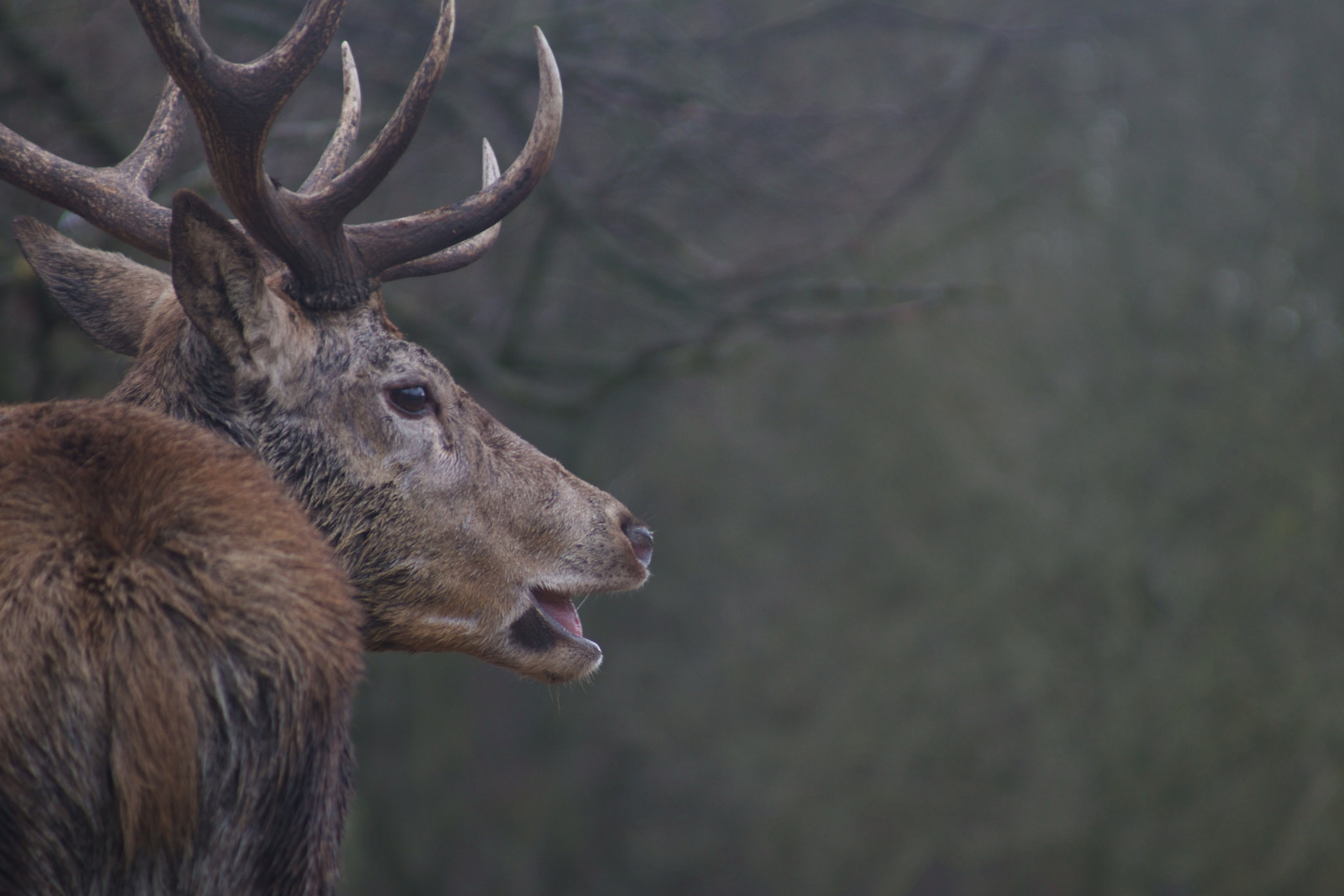 Canon EF 80-200mm F4.5-5.6 II sample photo. Happy deer photography