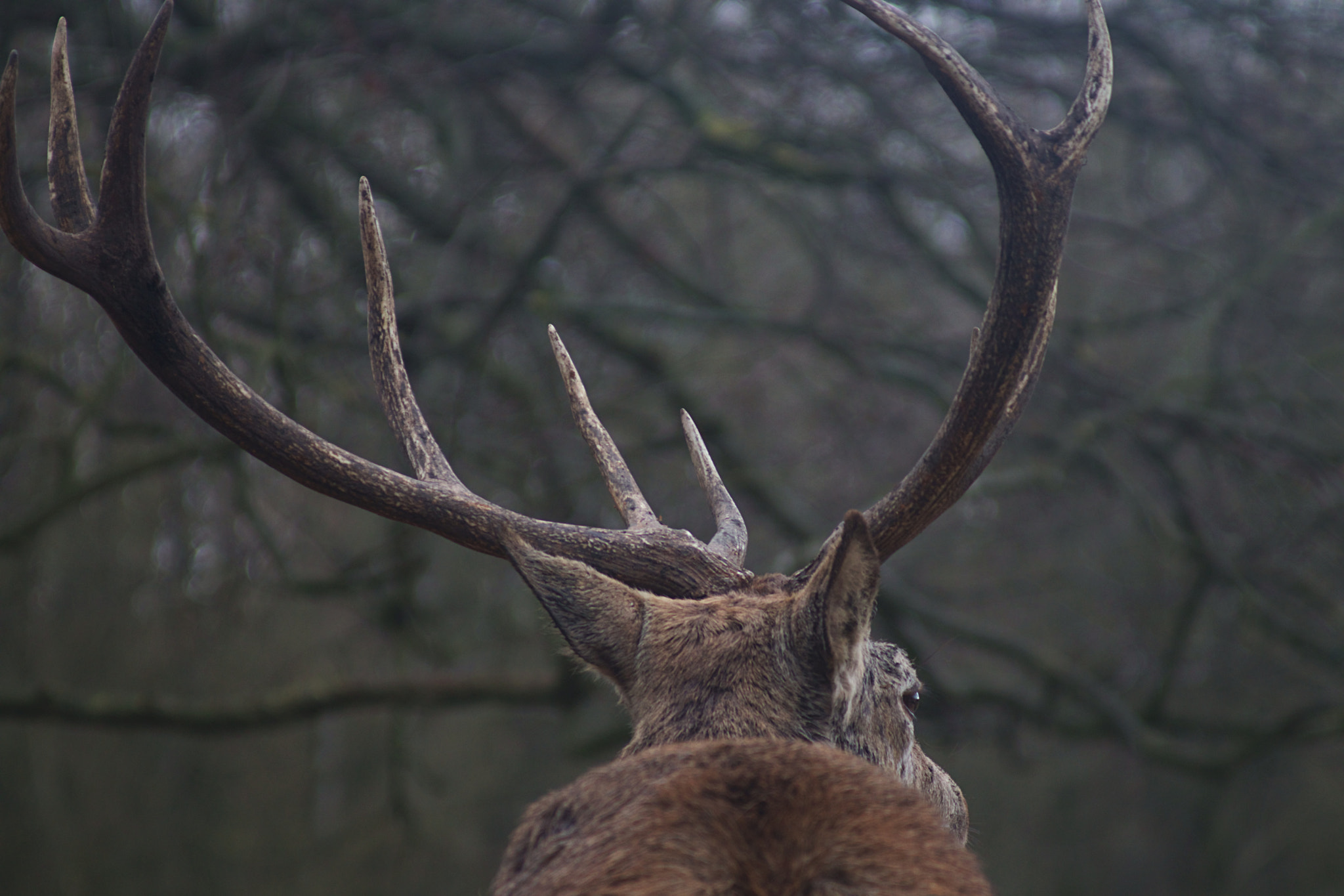 Canon EF 80-200mm F4.5-5.6 II sample photo. Horns and branches photography