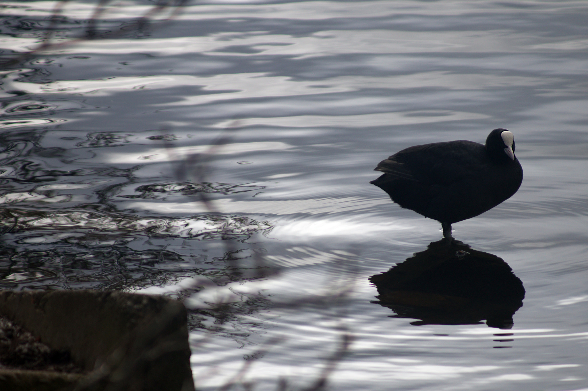 Canon EF 80-200mm F4.5-5.6 II sample photo. Standing on the water photography