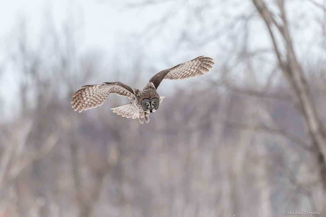 Nikon D810 + Nikon AF-S Nikkor 500mm F4G ED VR sample photo. Chouette lapone photography