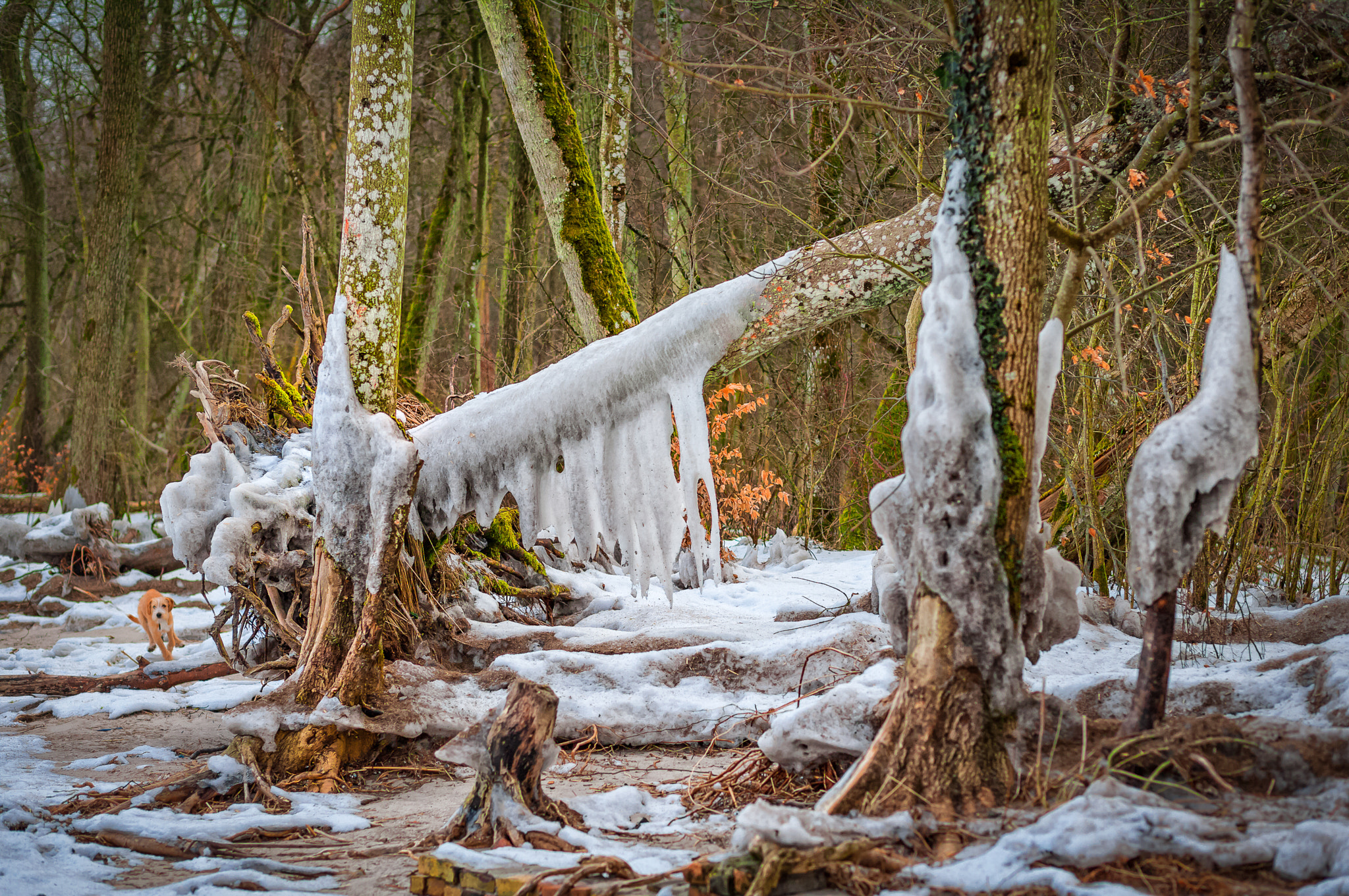 Canon EF 85mm F1.8 USM sample photo. Ice forest 2 photography