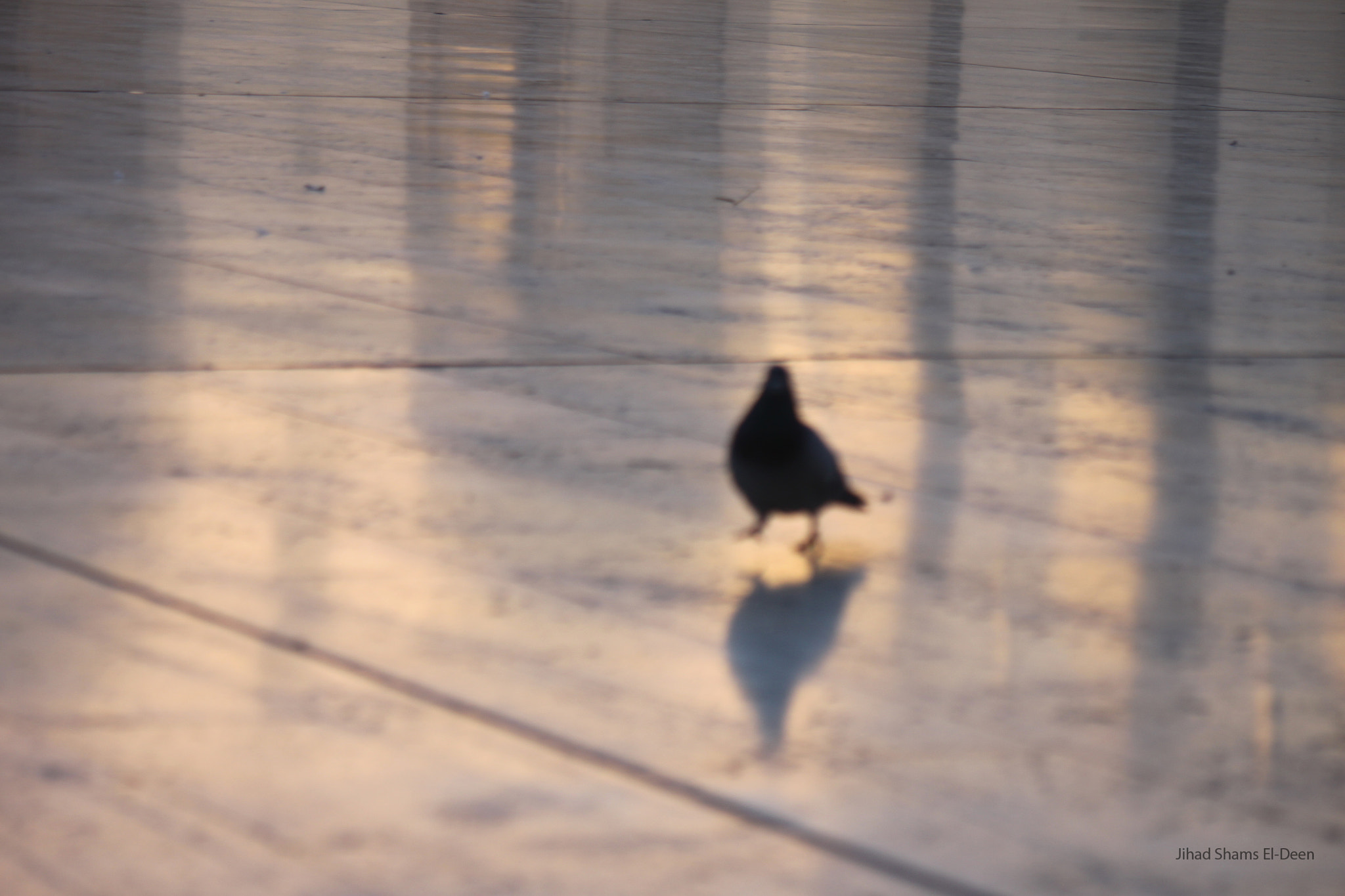 Canon EF-S 55-250mm F4-5.6 IS II sample photo. Bird photography