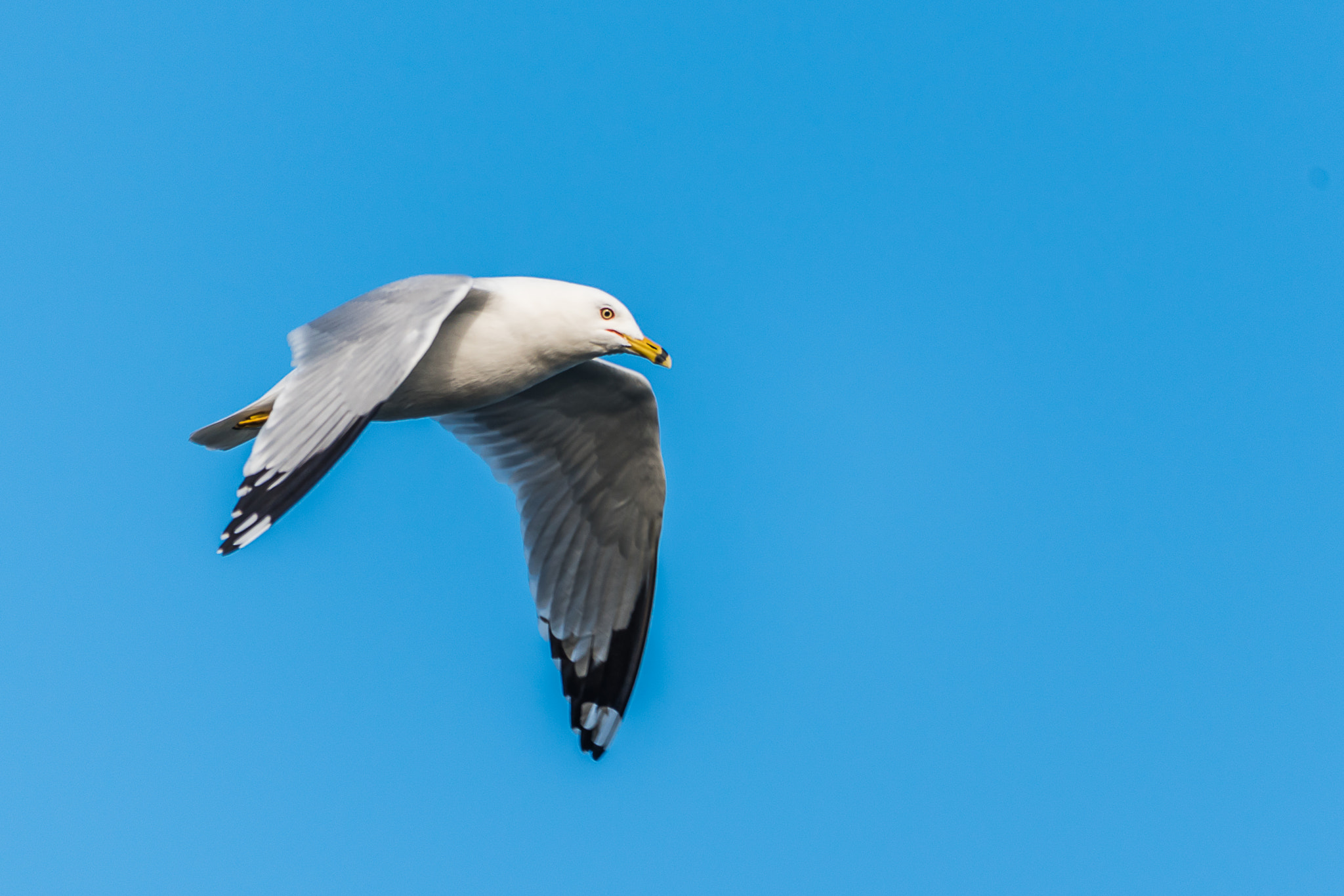 Nikon D750 + Sigma 150-500mm F5-6.3 DG OS HSM sample photo. Fly high - ring-billed seagull photography
