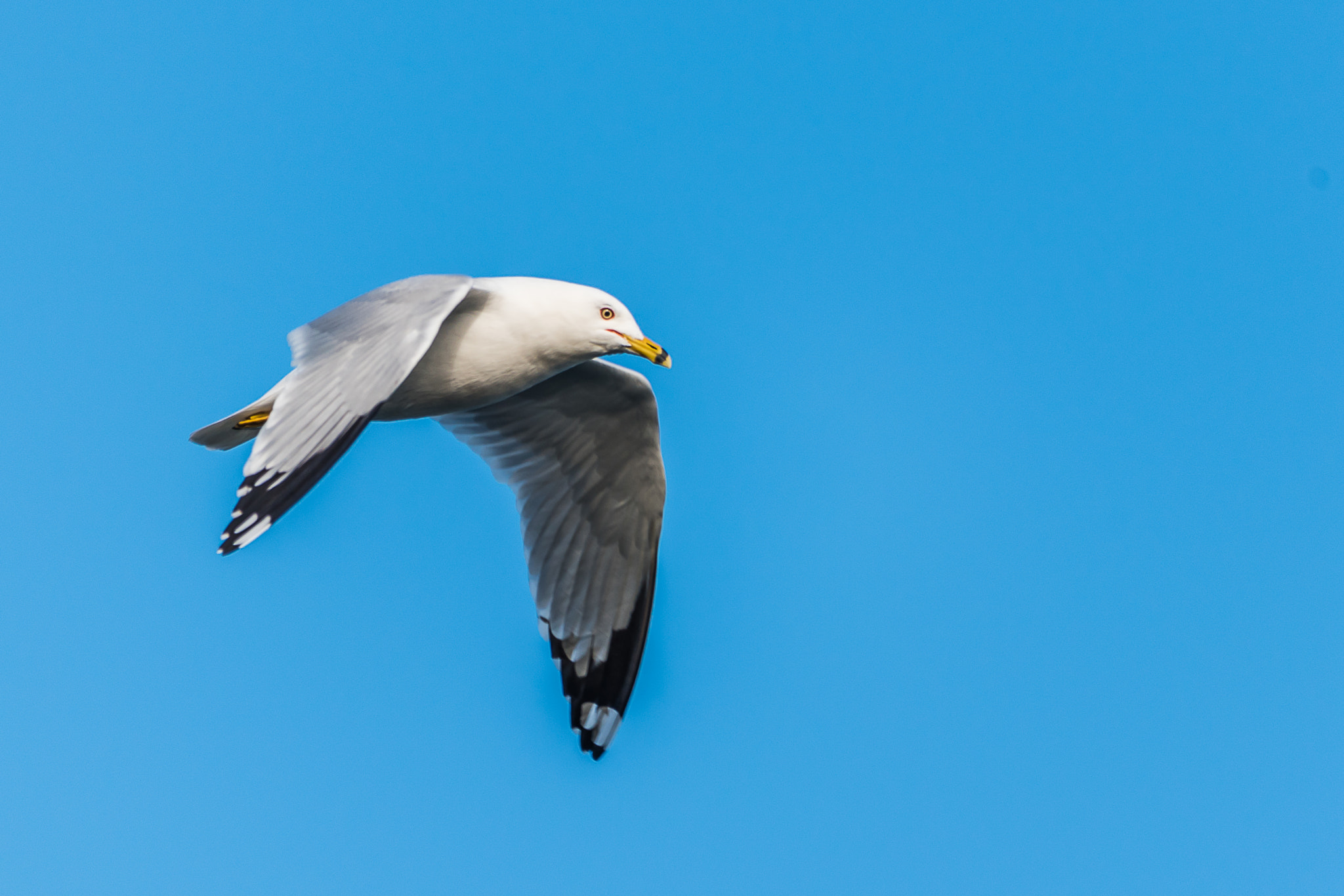Sigma 150-500mm F5-6.3 DG OS HSM sample photo. Fly high - ring-billed seagull photography