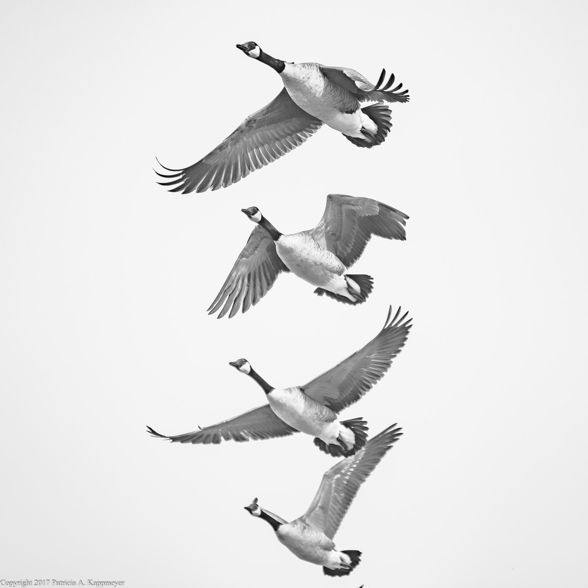 Nikon D7200 sample photo. Geese in flight photography