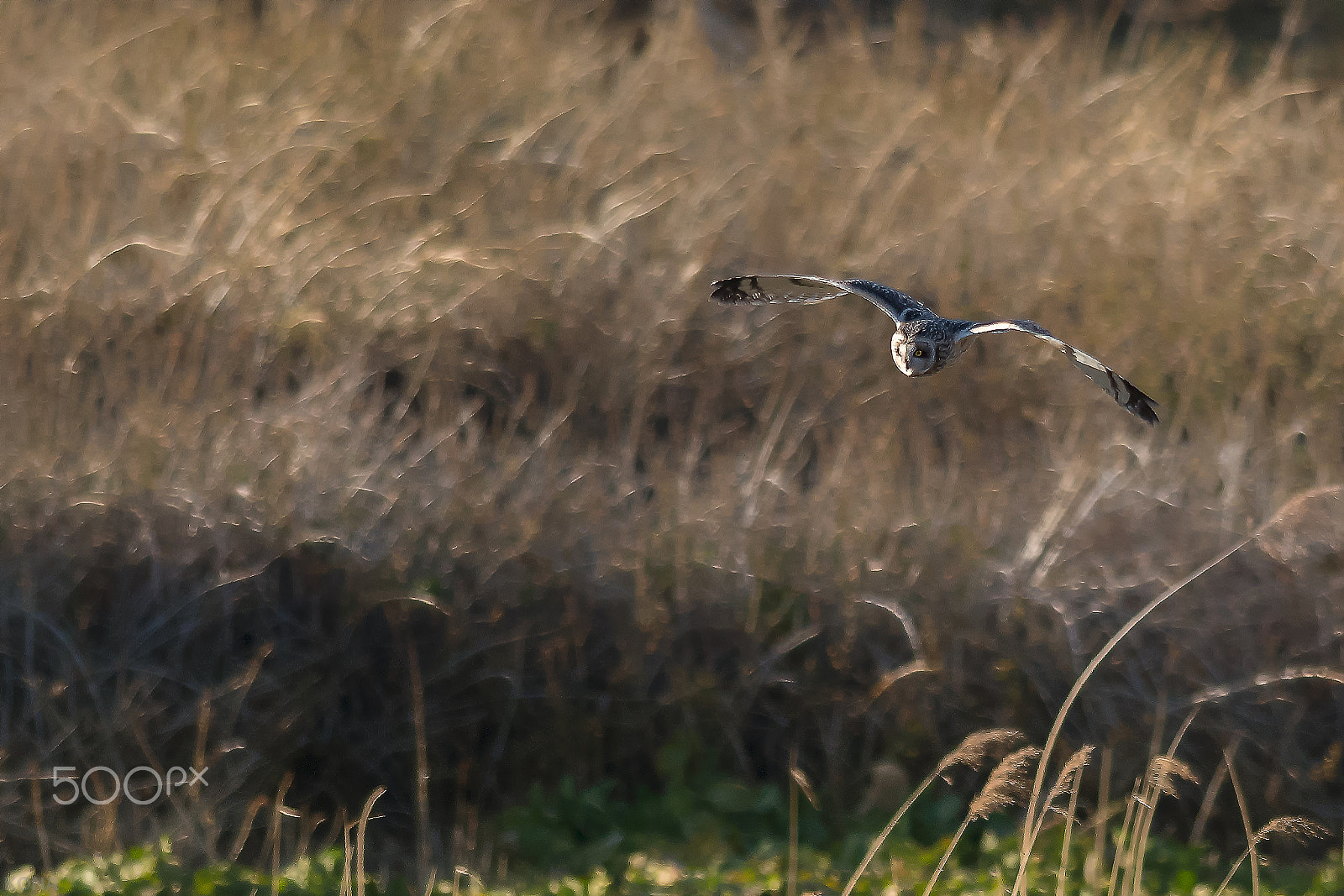 Nikon AF-S Nikkor 400mm F2.8G ED VR II sample photo. こみみ photography