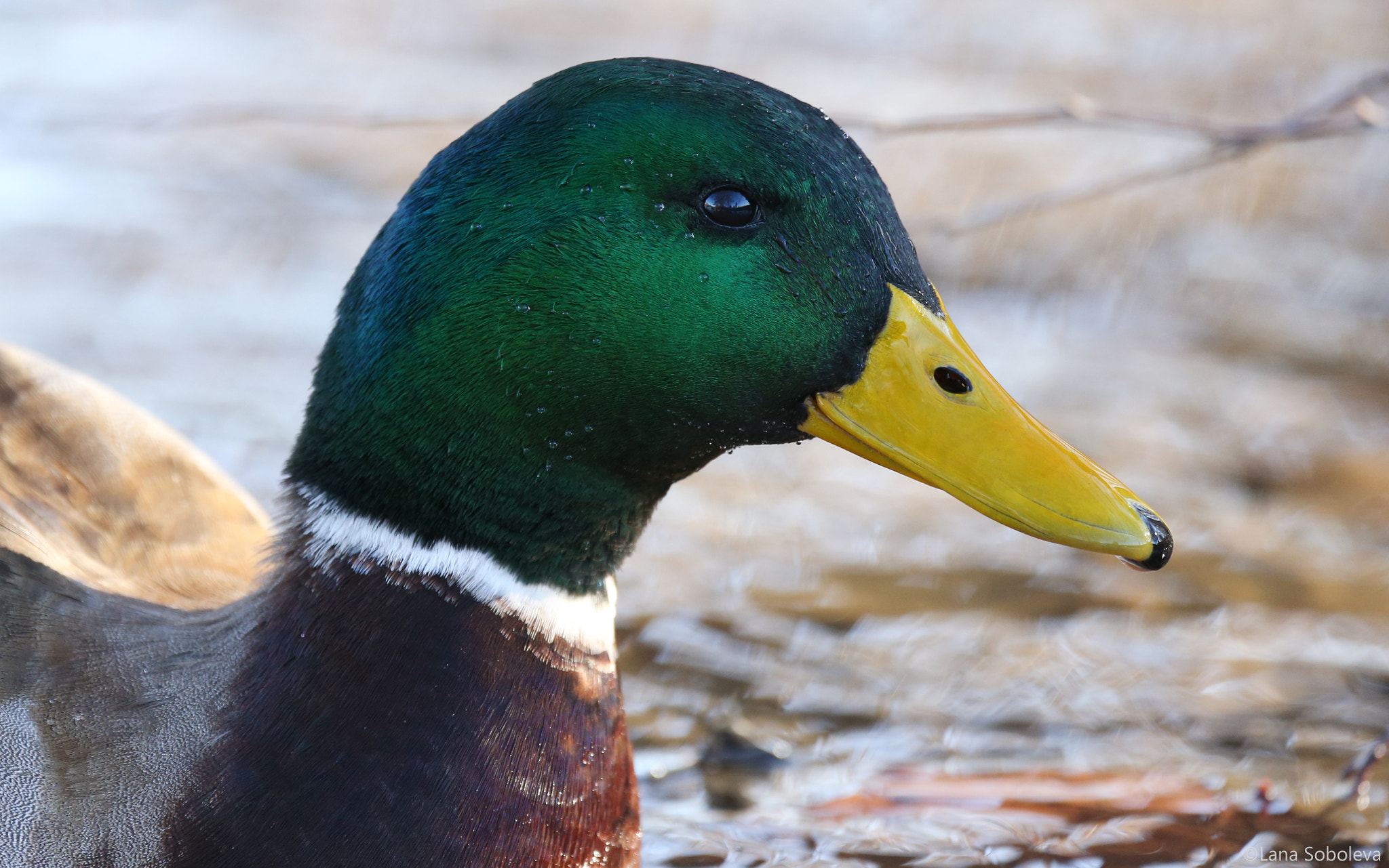 150-600mm F5-6.3 DG OS HSM | Contemporary 015 sample photo. Mallard photography