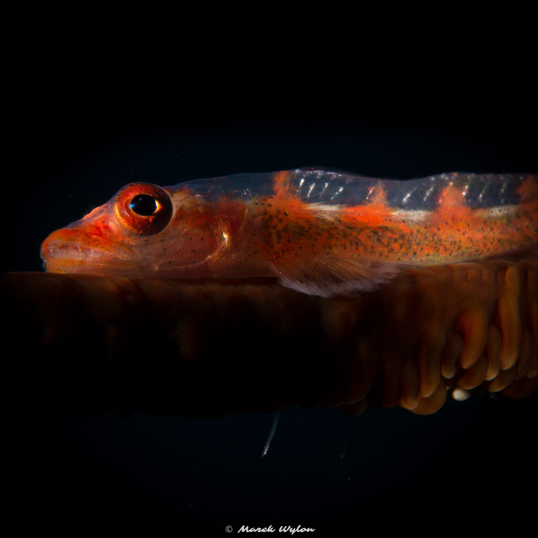 Nikon AF-S Micro-Nikkor 60mm F2.8G ED sample photo. Whip goby | fiji | 2014.11.03 photography