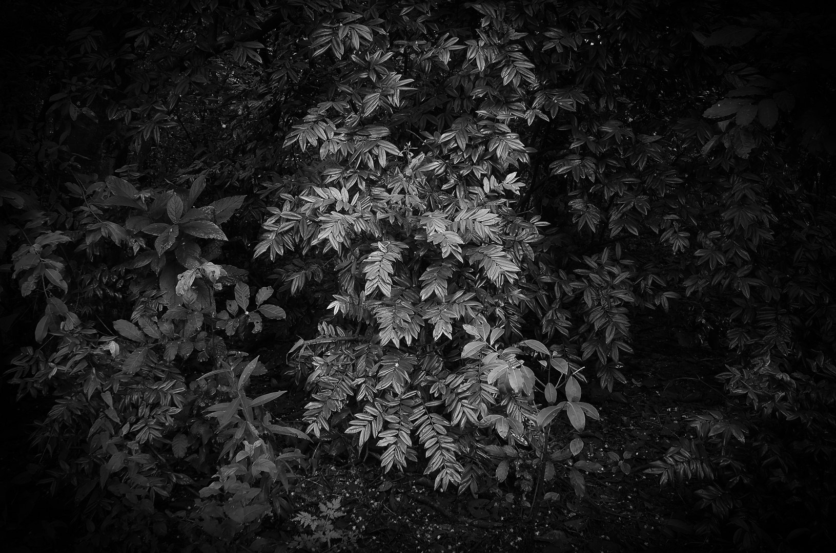 Olympus OM-D E-M5 sample photo. Foliage photography