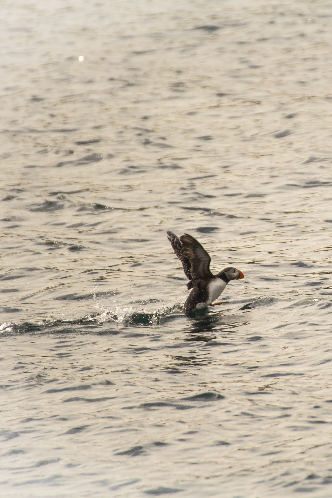 Canon EOS 600D (Rebel EOS T3i / EOS Kiss X5) + Tamron SP 35mm F1.8 Di VC USD sample photo. And always puffins:) photography