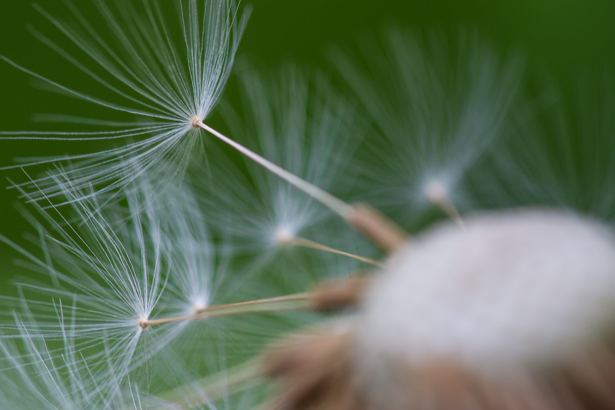 Sigma 105mm F2.8 EX DG OS HSM sample photo. Löwenzahn photography