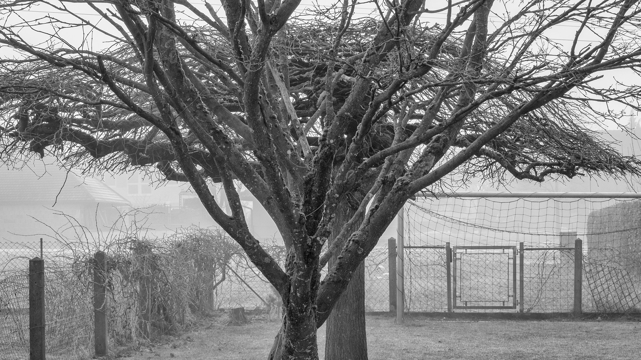 Olympus OM-D E-M5 sample photo. Tree photography