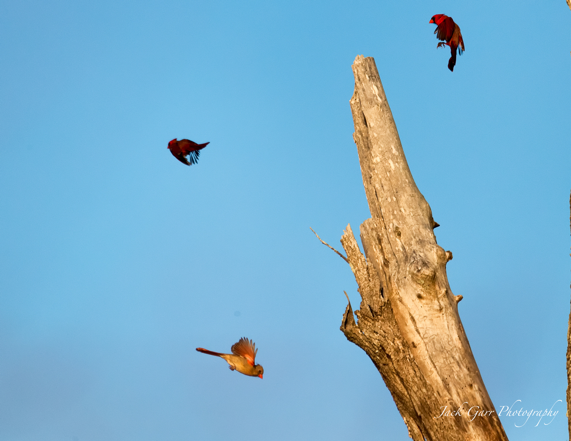 150-600mm F5-6.3 DG OS HSM | Sports 014 sample photo. Northern cardinals in flight photography