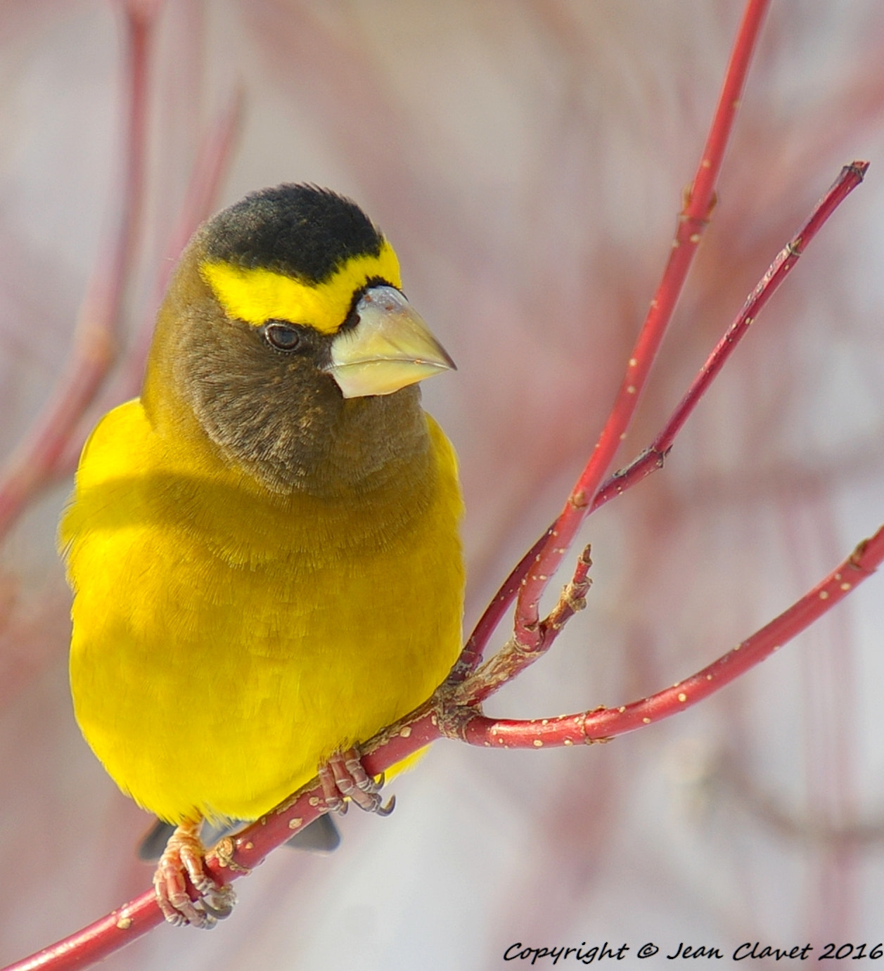 Pentax K100D sample photo. Gros bec errant/ evening grosbeak photography