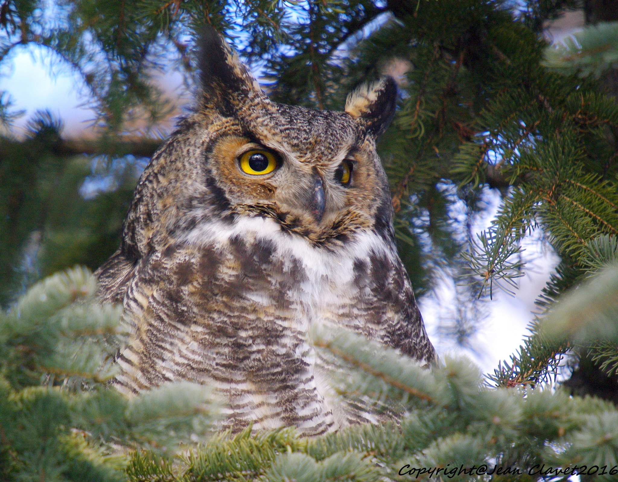 Pentax K-7 + Sigma sample photo. Grand duc d'amérique/ great horned owl photography