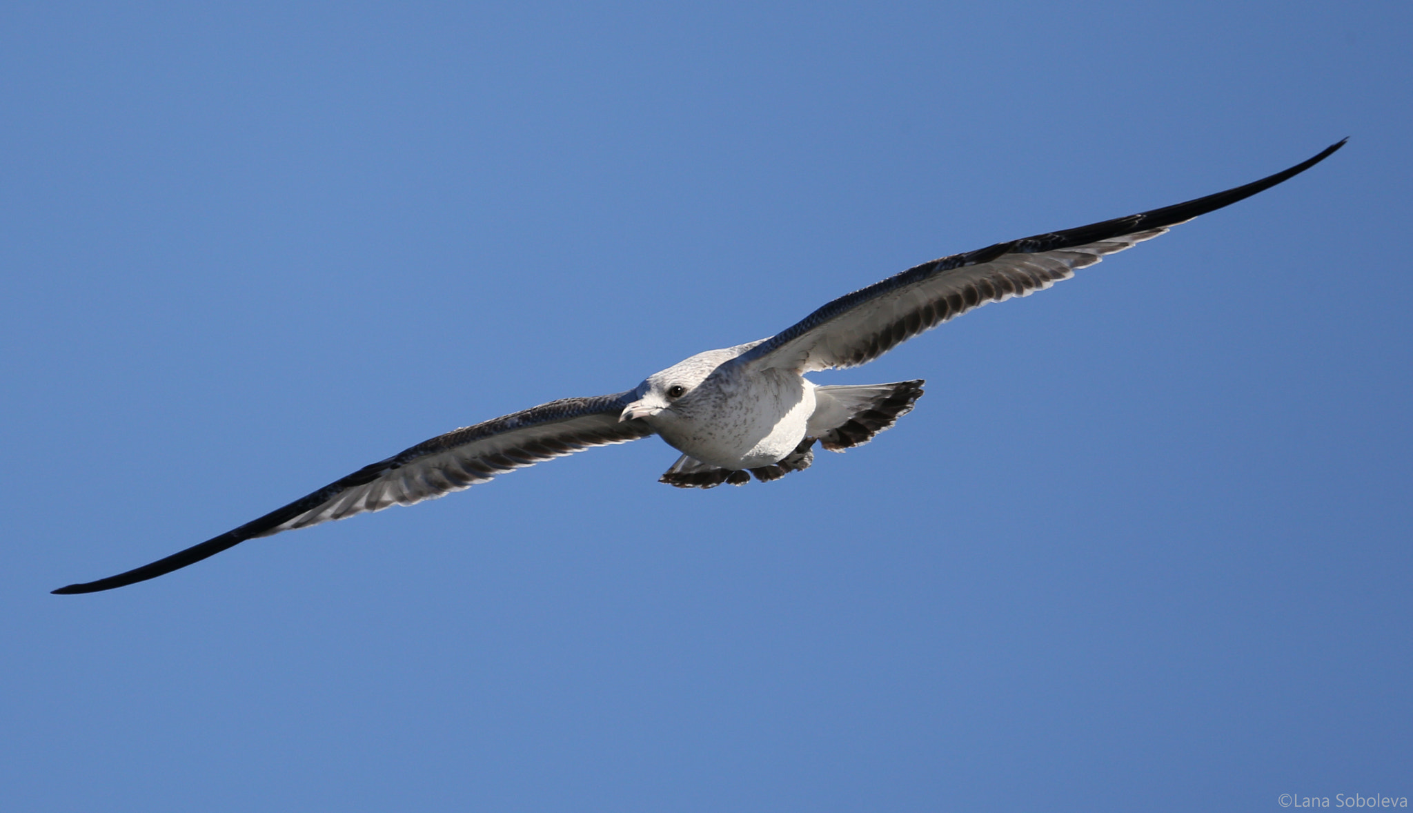 150-600mm F5-6.3 DG OS HSM | Contemporary 015 sample photo. Soaring gull photography