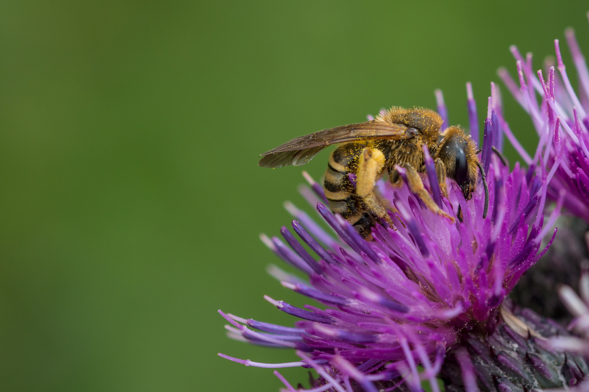 Sigma 105mm F2.8 EX DG OS HSM sample photo. Biene photography