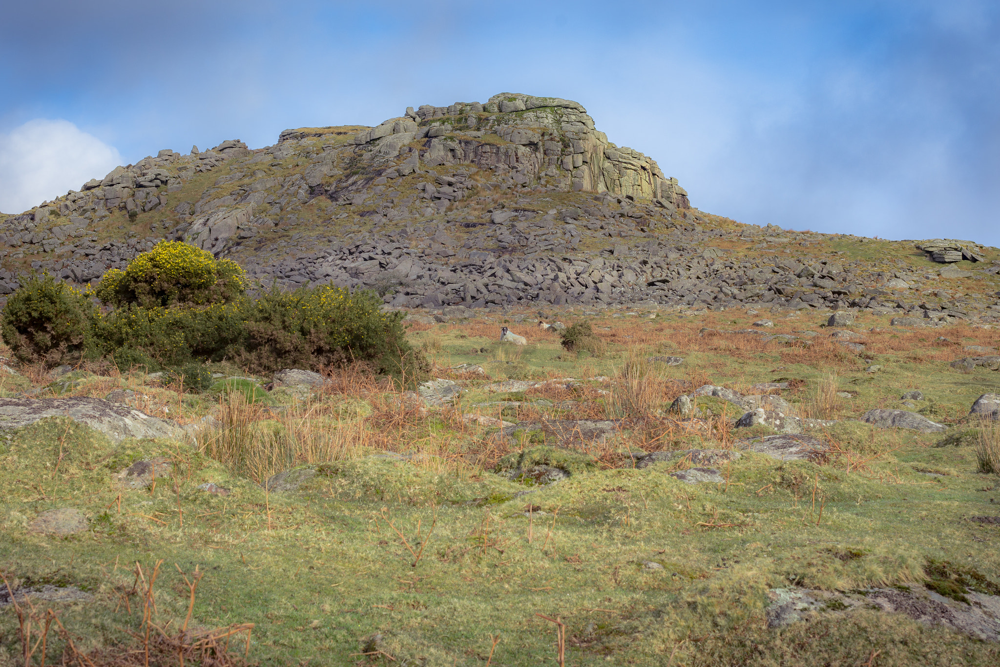 Nikon AF-S DX Micro Nikkor 40mm F2.8 sample photo. Sheep at sheepstor photography